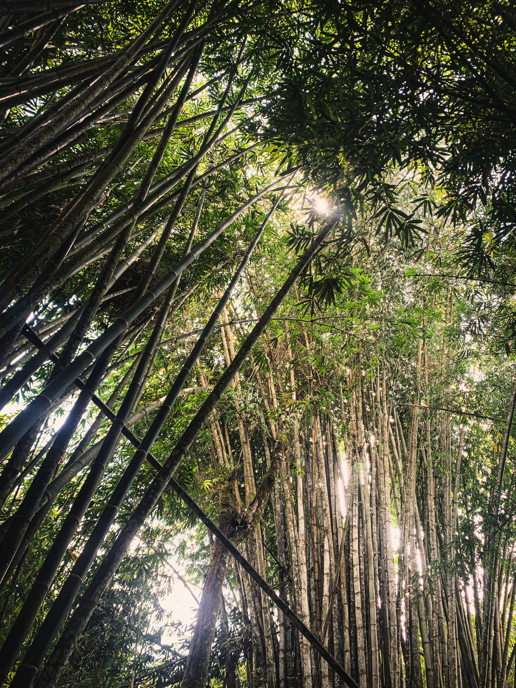 photo looking upward in a bamboo forest at the bright sunlight filtering through dense stands of bamboo
