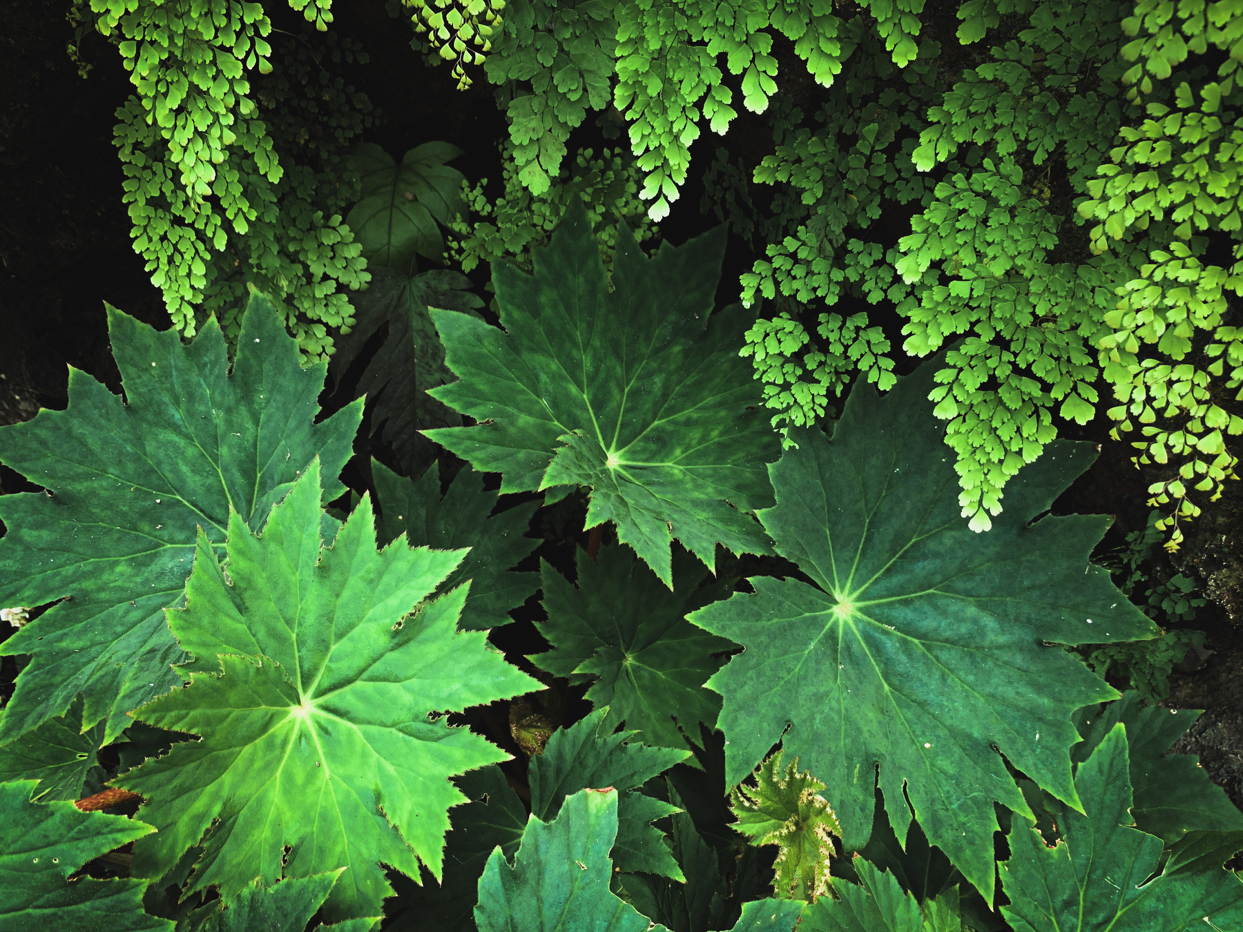 photo of bright and deep green leaves, broad star-shaped begonia leaves with maidenhair fern