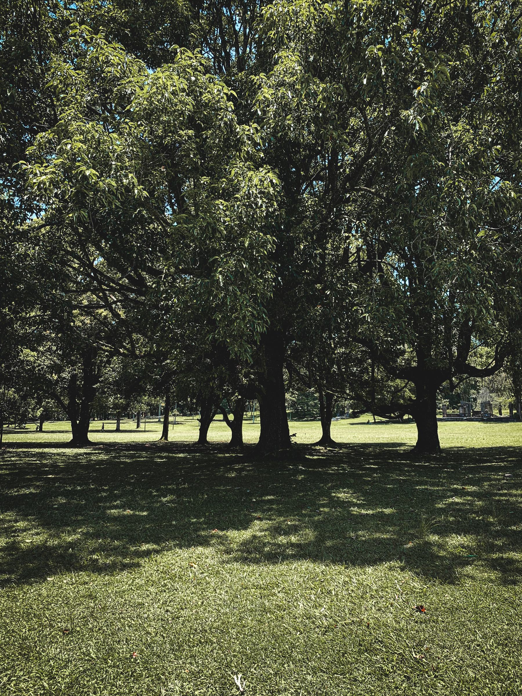 desaturated photo of a group of trees standing in the middle distance providing an area of dense shade from the overhead sun.