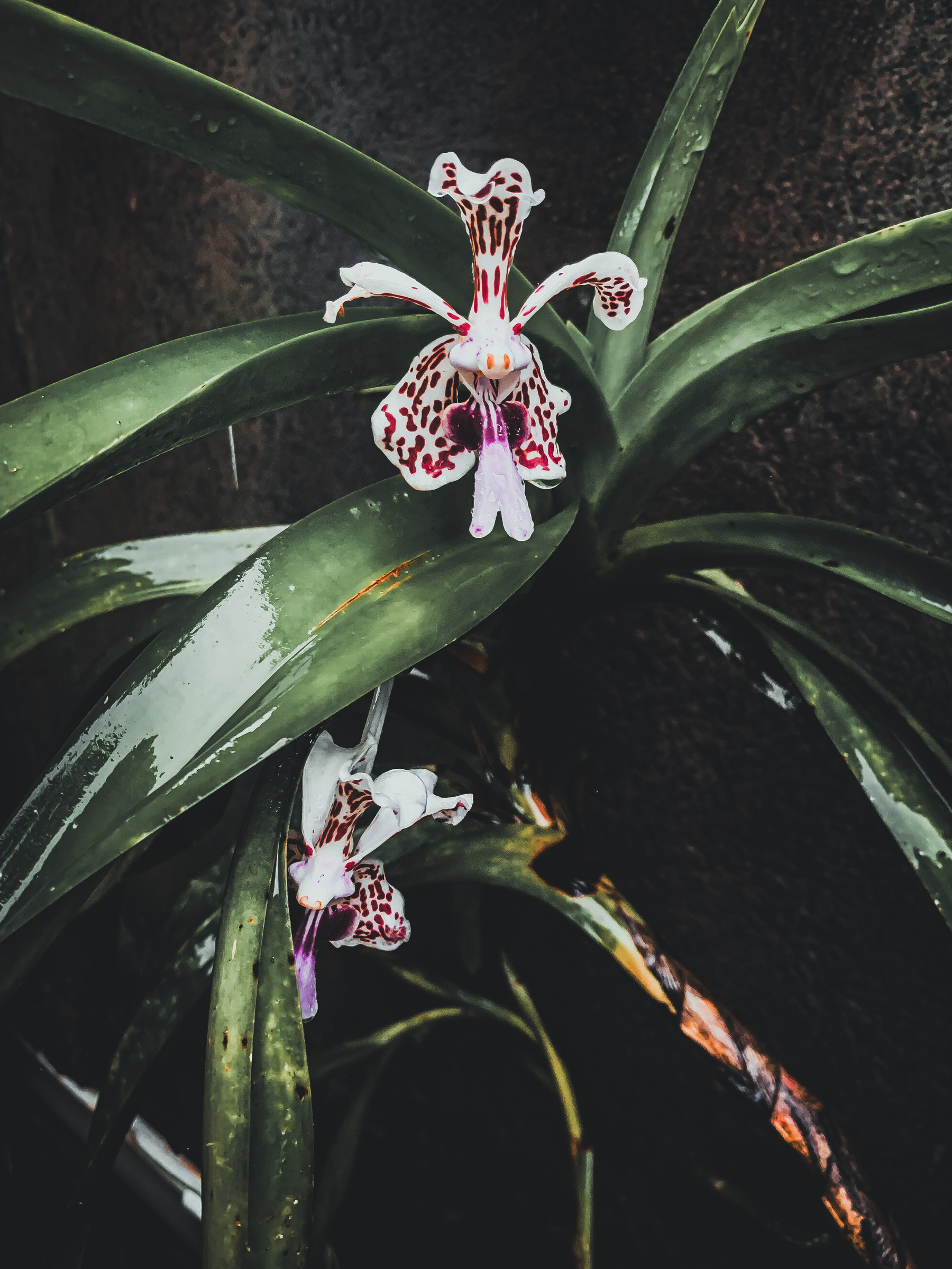 close up photo of an orchid glazed by rain water, with large arching leaves and two blooming flowers, one of which looks at the viewer like a little fairy person. the flower is bright white with maroon and magenta-purple markings with orange eyes.