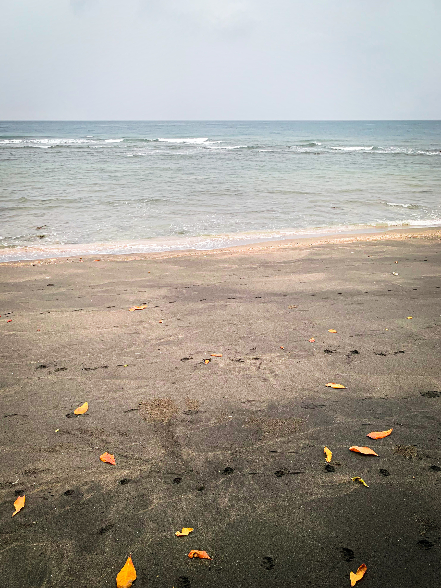 photo at the beach on a hazy day with pale blue sky and blue water, the black sand medium-grey mixed with taupe, and fiery bright orange and yellow jepun leaves strewn on the beach.