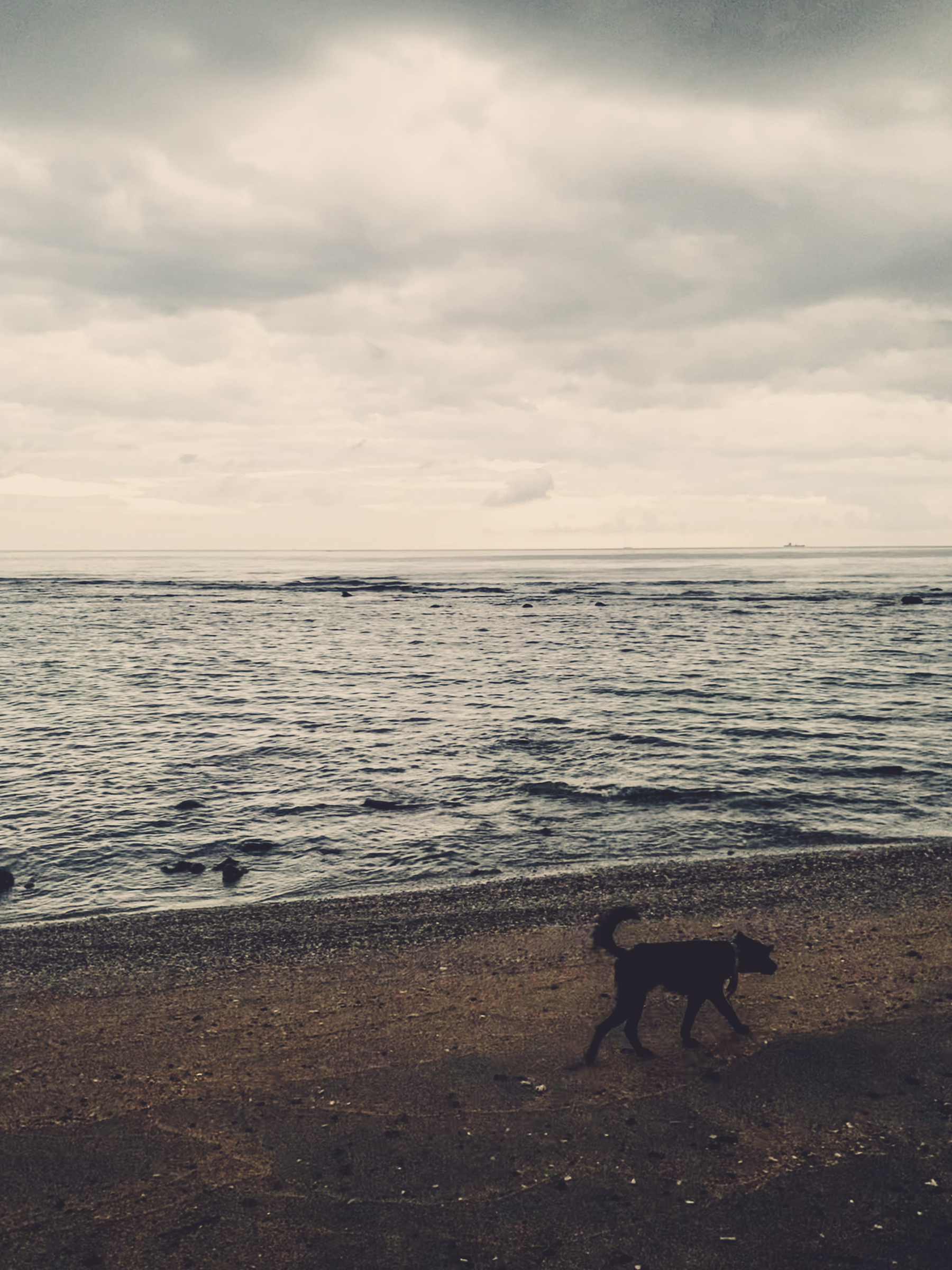 dark and moody photo at the coast in the early morning on a stormy day looking out at stony gray ocean at low tide, with black dead coral tops visible above surface of water, and a black dog walking off to the right along the brownish and charcoal sand of the beach.