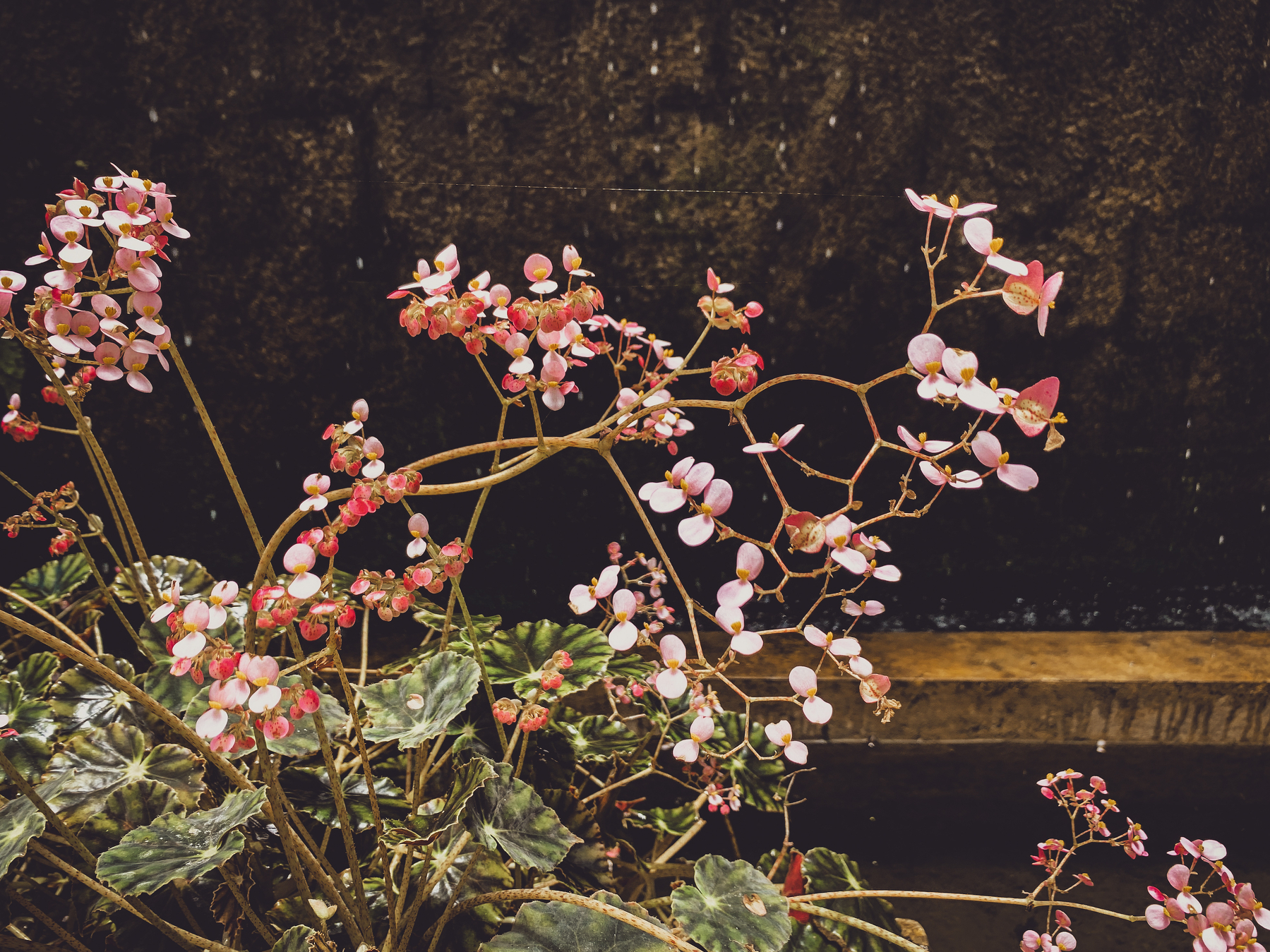 photo of leaning clusters of pink begonia blossoms against an ocherous brown stone wall and a pool of water