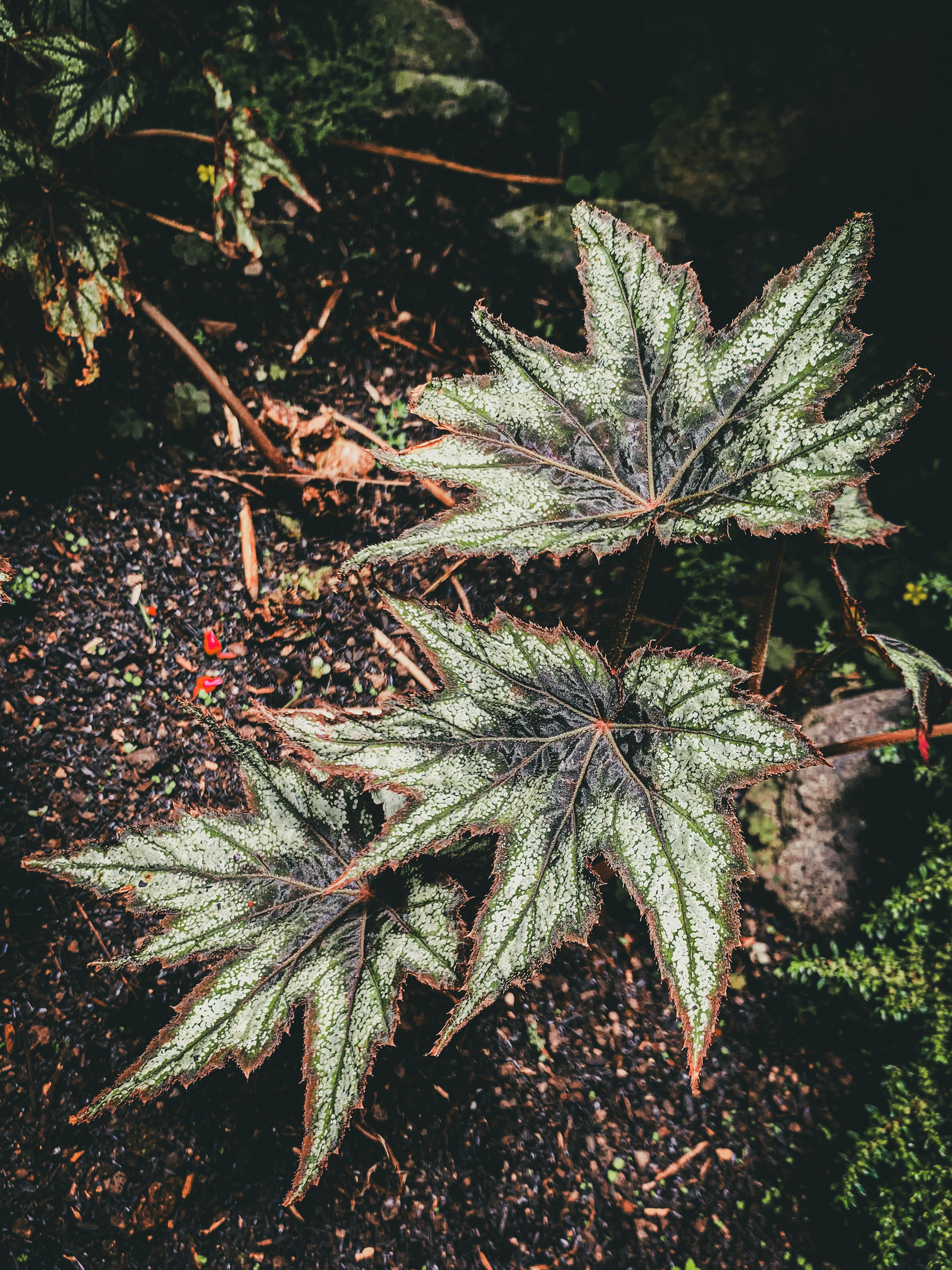 photo of a begonia plant in dirt with three six-pointed leaves in the frame, with speckled white patterning, deeper green veins, and reddish-brown fur around the edges, with red leaf undersides.