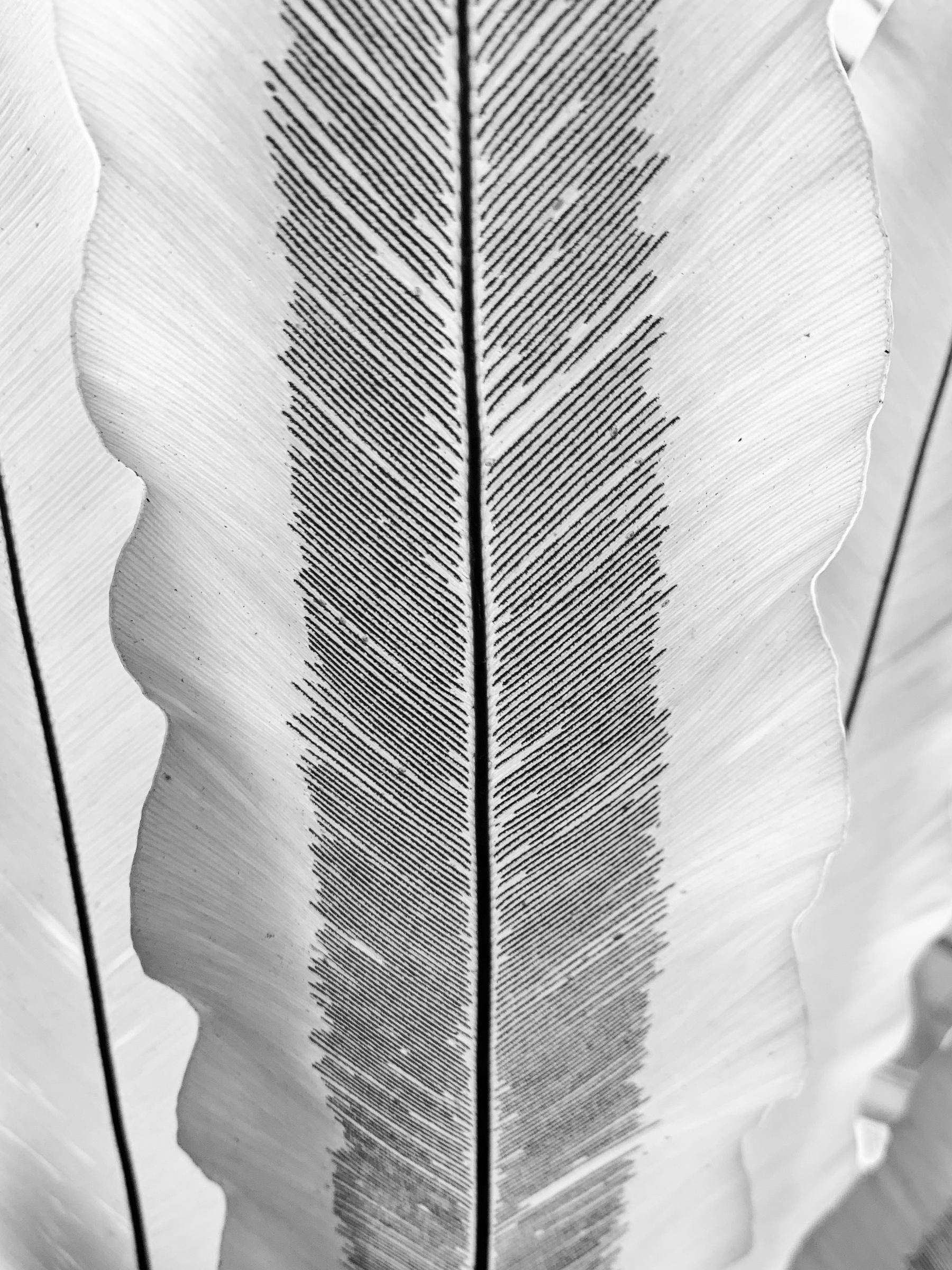 black and white photo of linear sori on the underside of a frond of birds nest fern