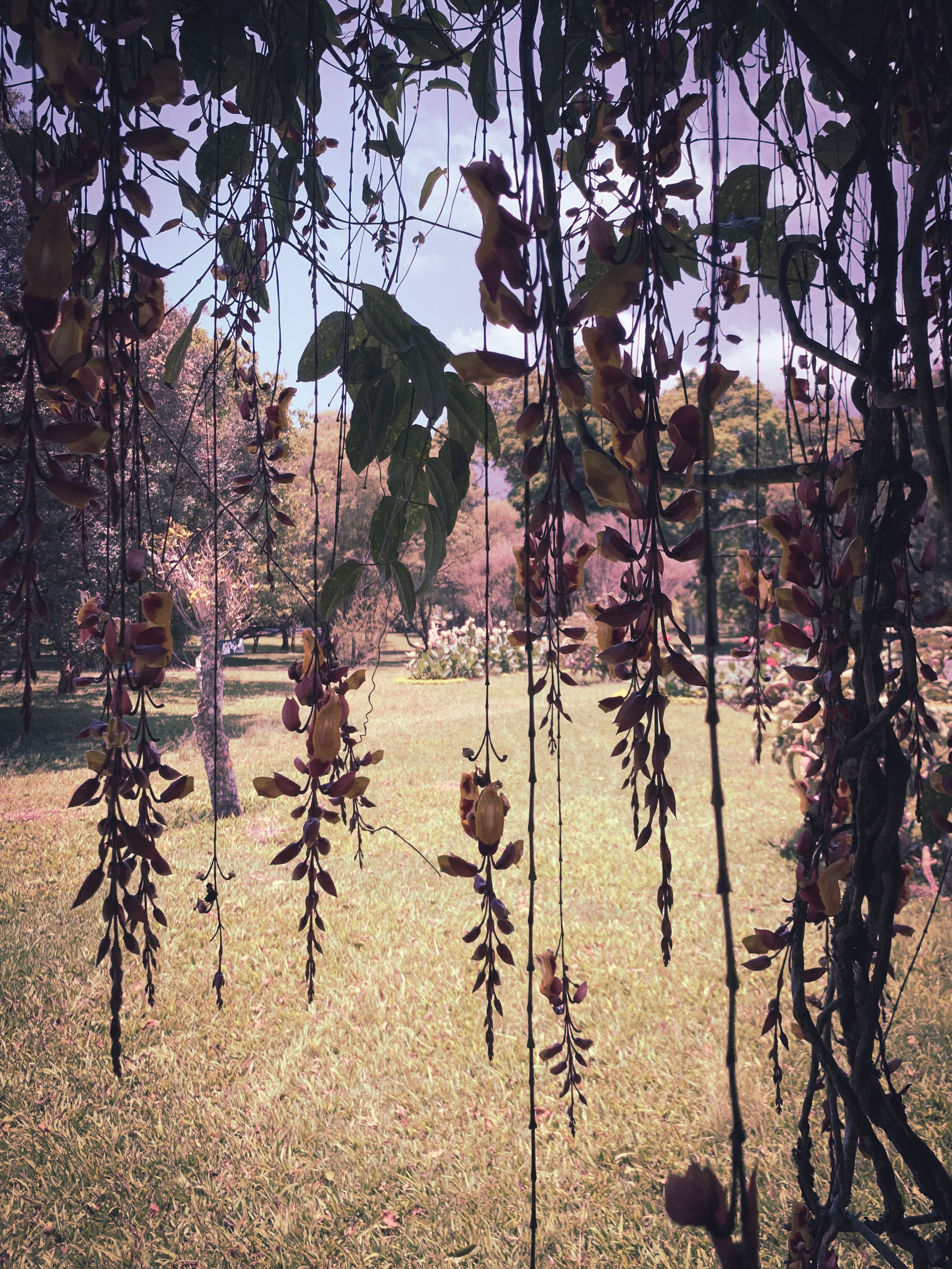 photo of a pinkish landscape of grass and distant trees and shrubs with an almost silhouette of hanging vining 