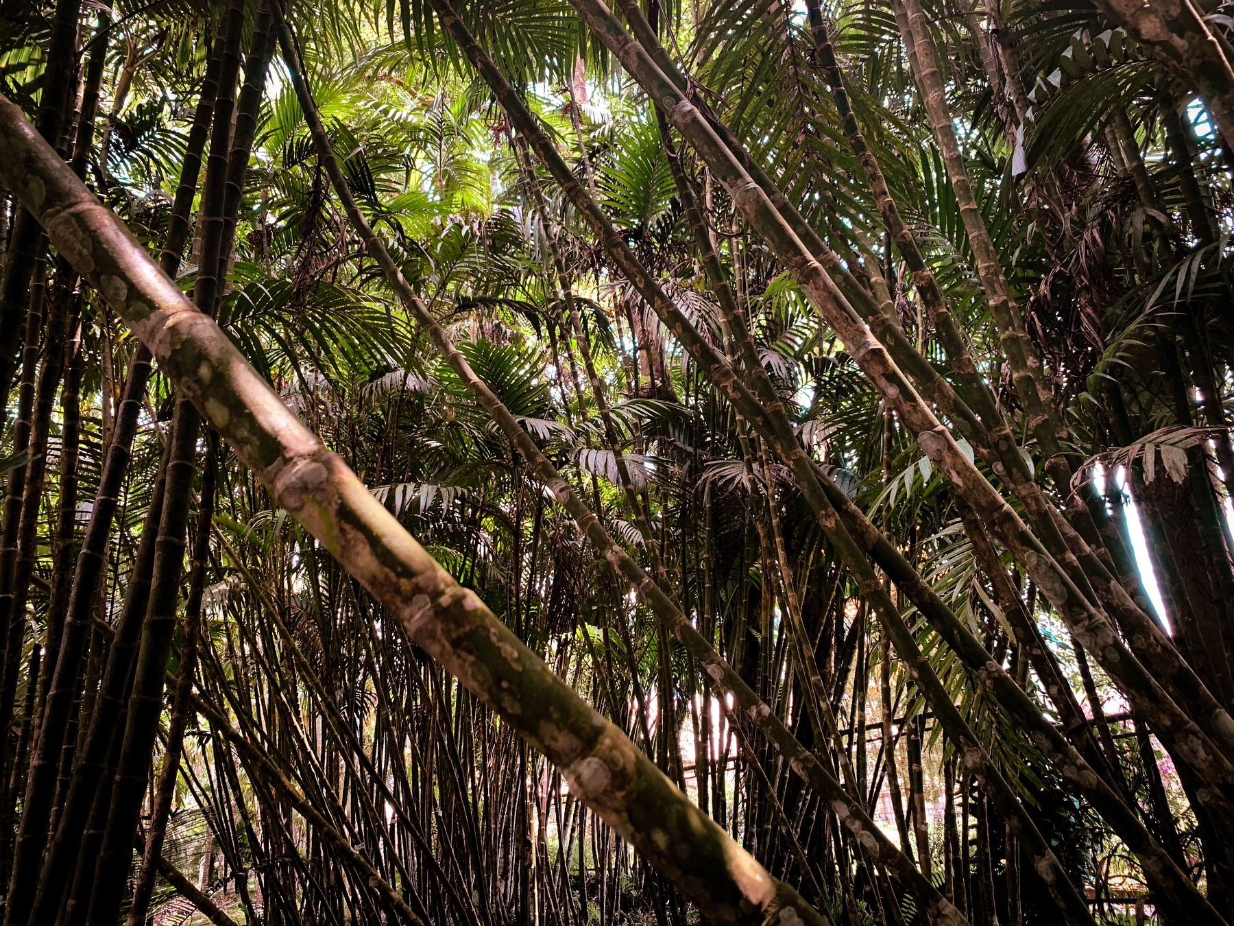 photo looking up at a dense grove of long spindly palm trees reaching up toward the bright sky, the canopy bushy and bright green, with a shaded interior of coordinated conflict.
