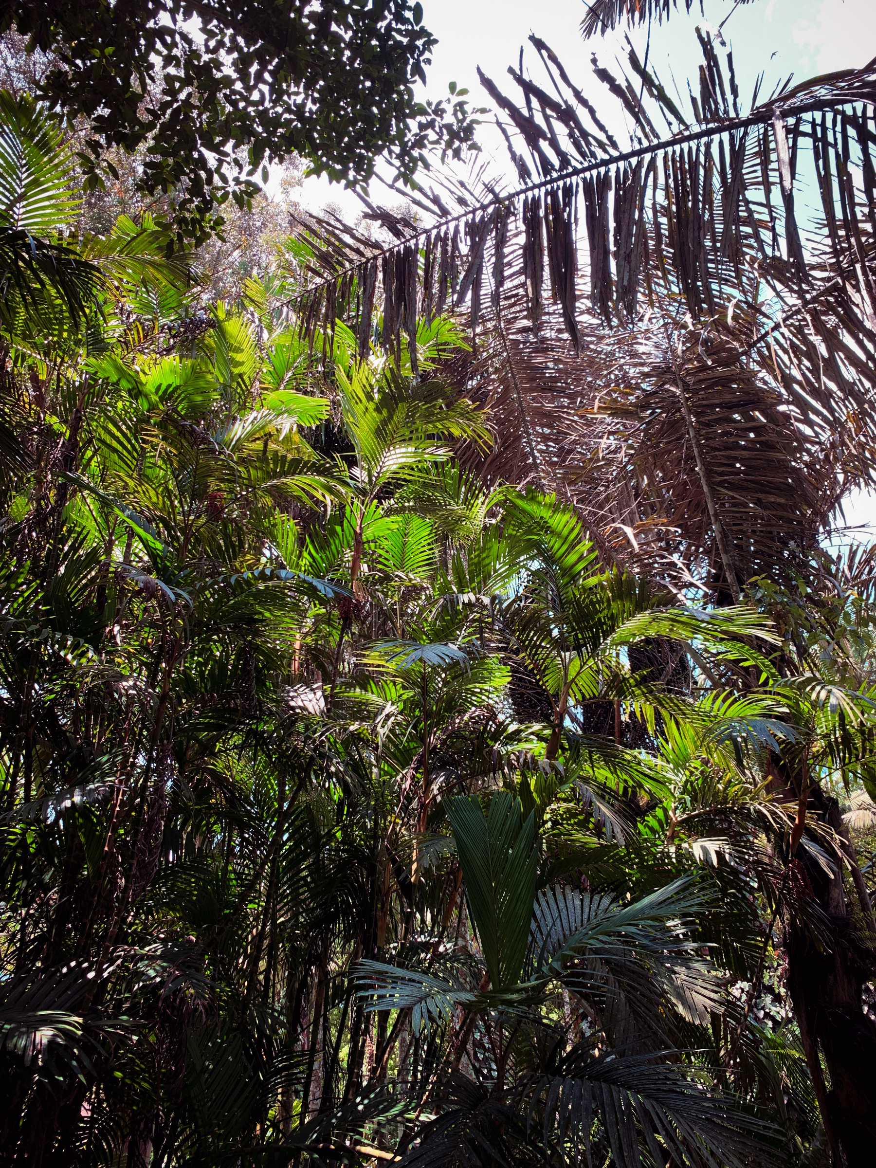 photo of a grove of palm trees with sunlight hitting the leaves in an illuminated diagonal expression, with a high and distant bird accidentally in the frame