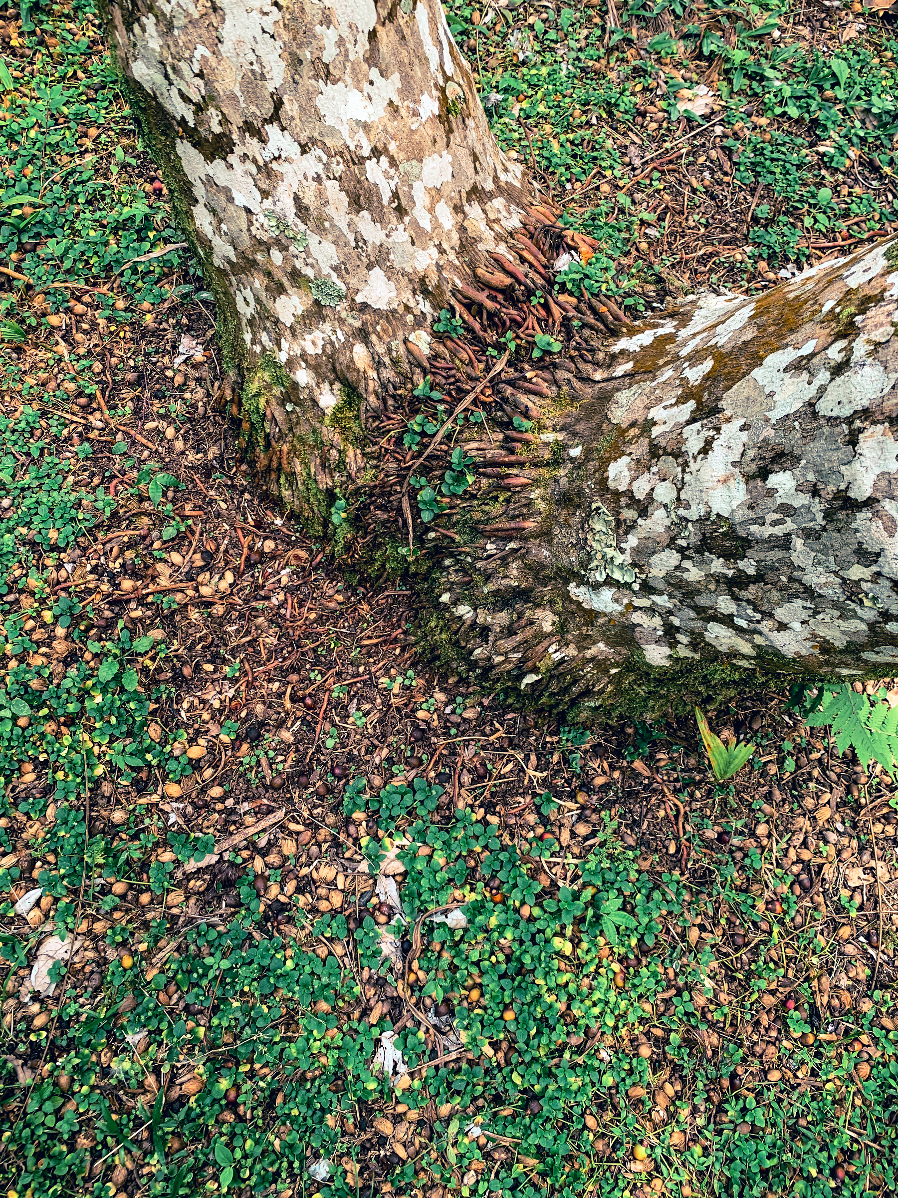 photo of intermingling roots of two palm trees, like interlocking fingers, with patchy textured bark, delicate green vegetation and dropped palm fruits scattered on the ground.
