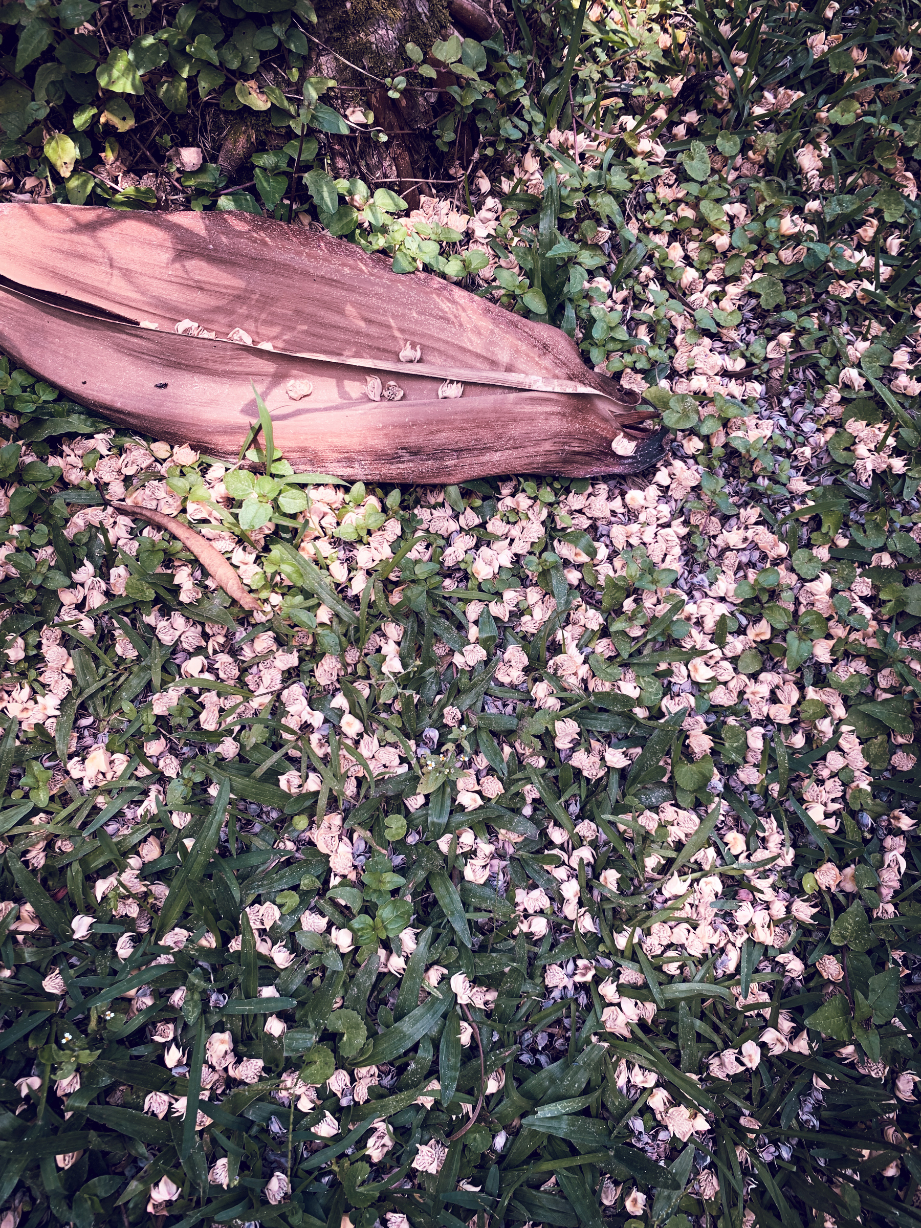 photo of the ground with grass and many small fallen palm blossoms and a larger bruising husk in low or dappled light