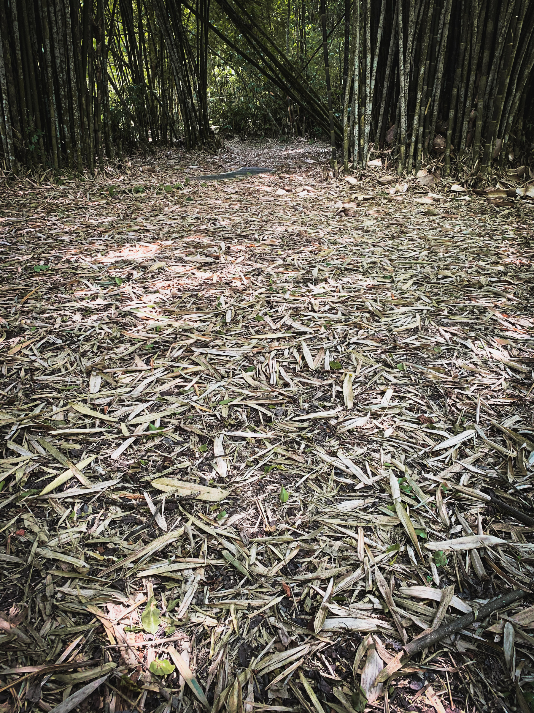 photo looking at a grove of bamboo, across the ground that is covered with fallen bamboo leaves, at a pathway partly obstructed by fallen bamboo