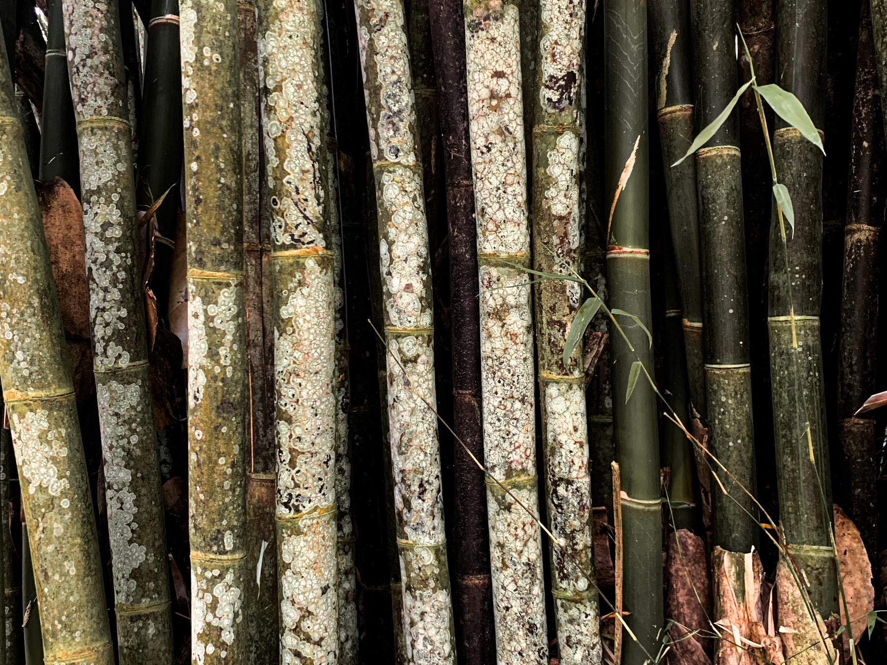 medium close-up photo of vertical culms of bamboo, ones on the left of the image covered with complex growing formations of lichen and fungi