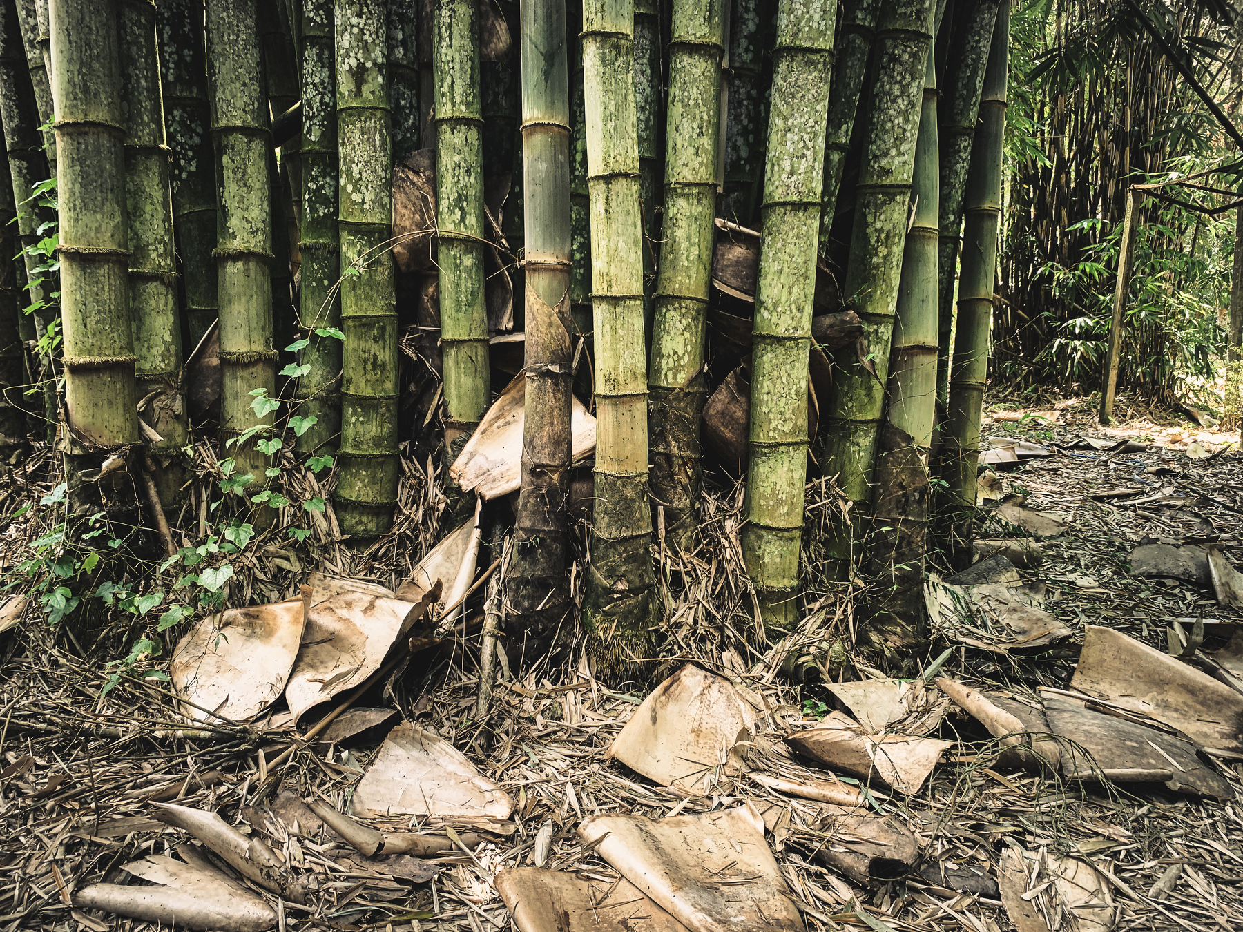 photo of thick bamboo trunks, colors of olive and old lime, standing together, and fallen husks around like scattering parchment, and a dense carpet of beige bamboo leaves surrounded by other foliage.