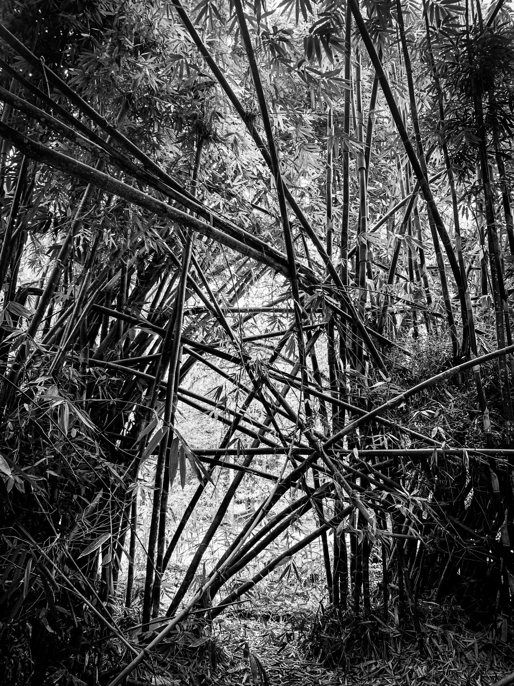 black and white photo in a bamboo forest, crossing sticks of bamboo blocking the way.