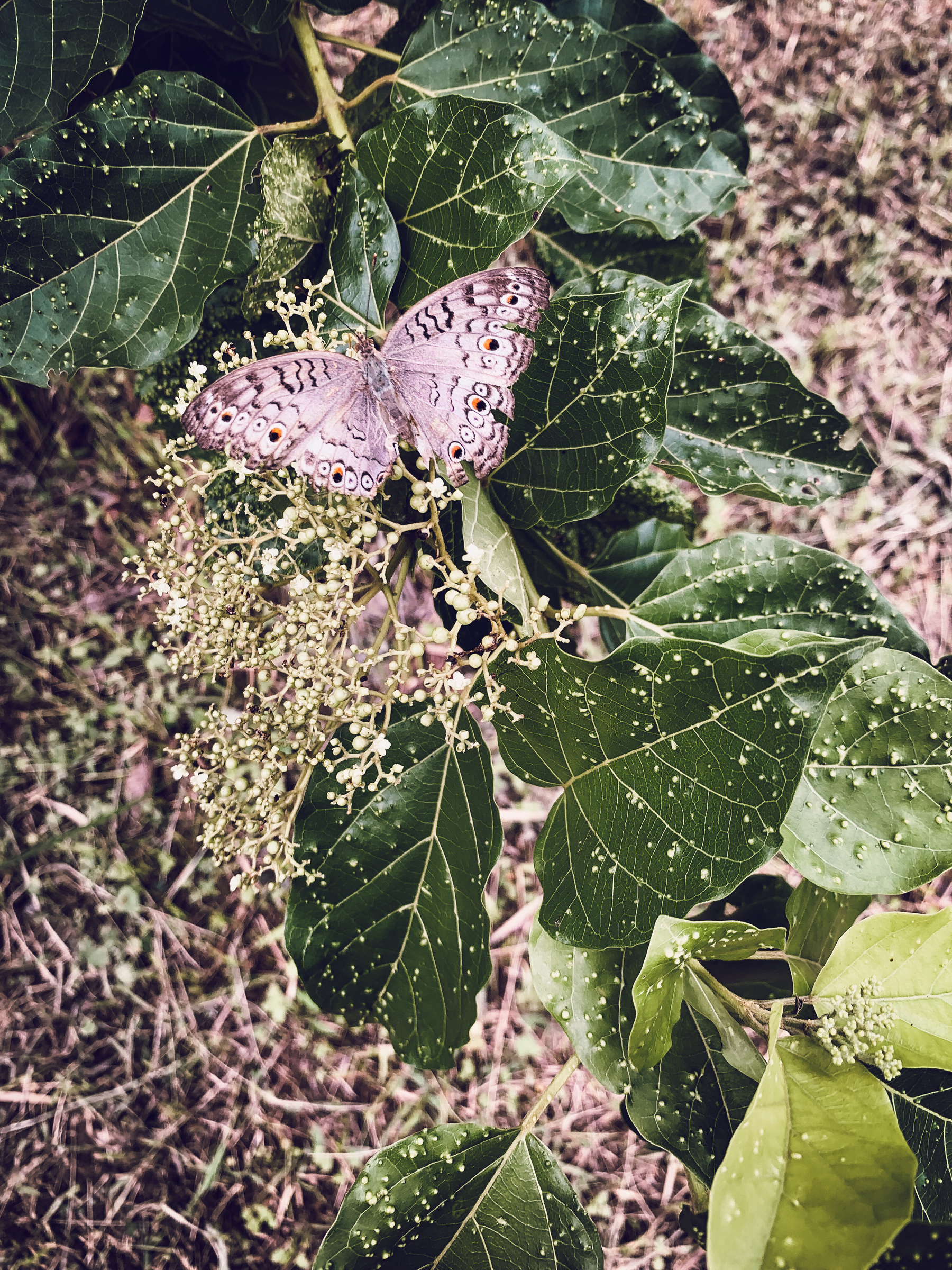 photo of a lavender-grey barred and spotted butterfly with many tears in its wings, landed on a cluster of tiny buds, on a branch with dark green leaves spotted with white, against the blurry ground.