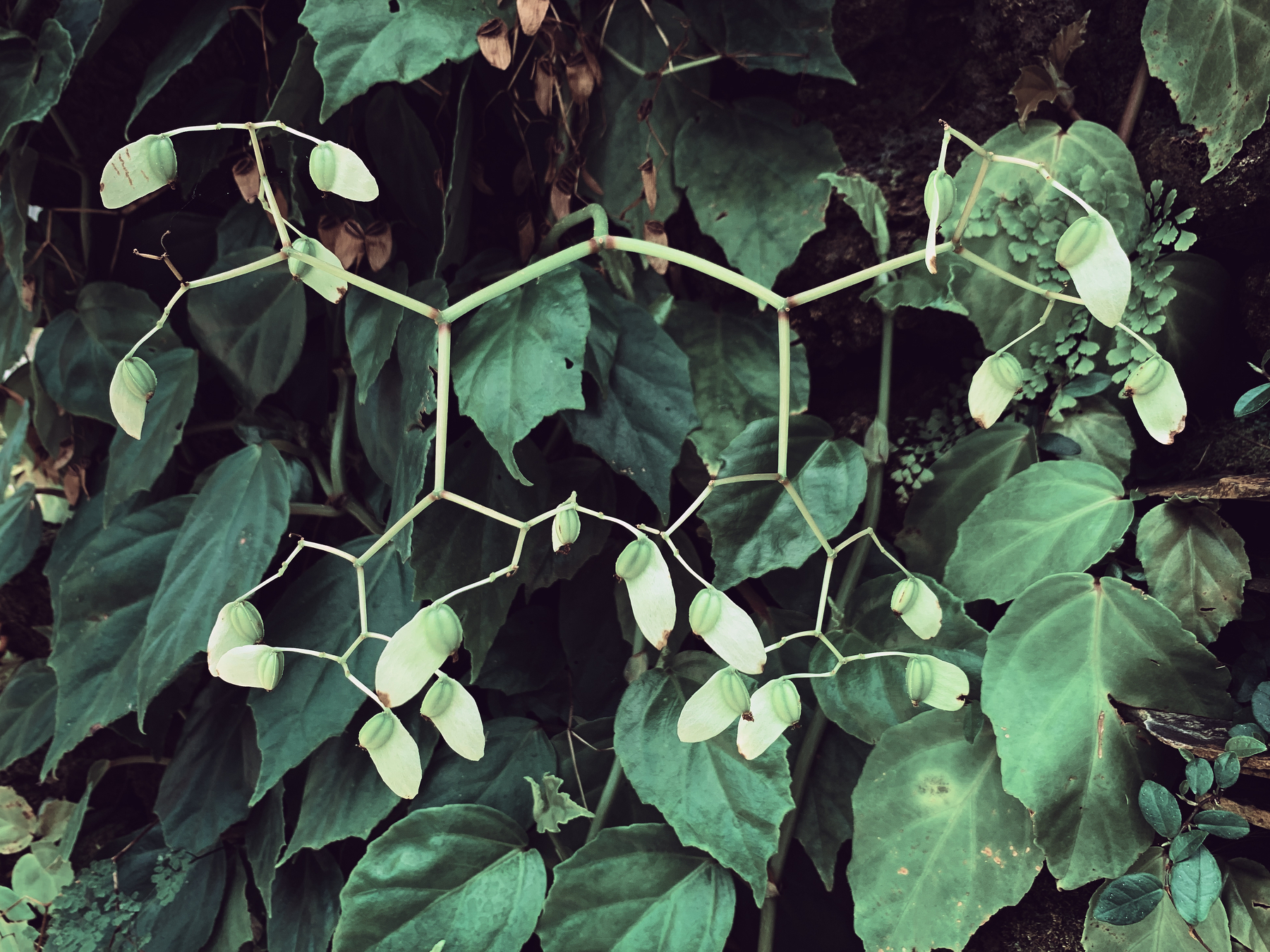 close-up photo of a begonia female flower stem after the flower petals have fallen and left behind ripening seed pods