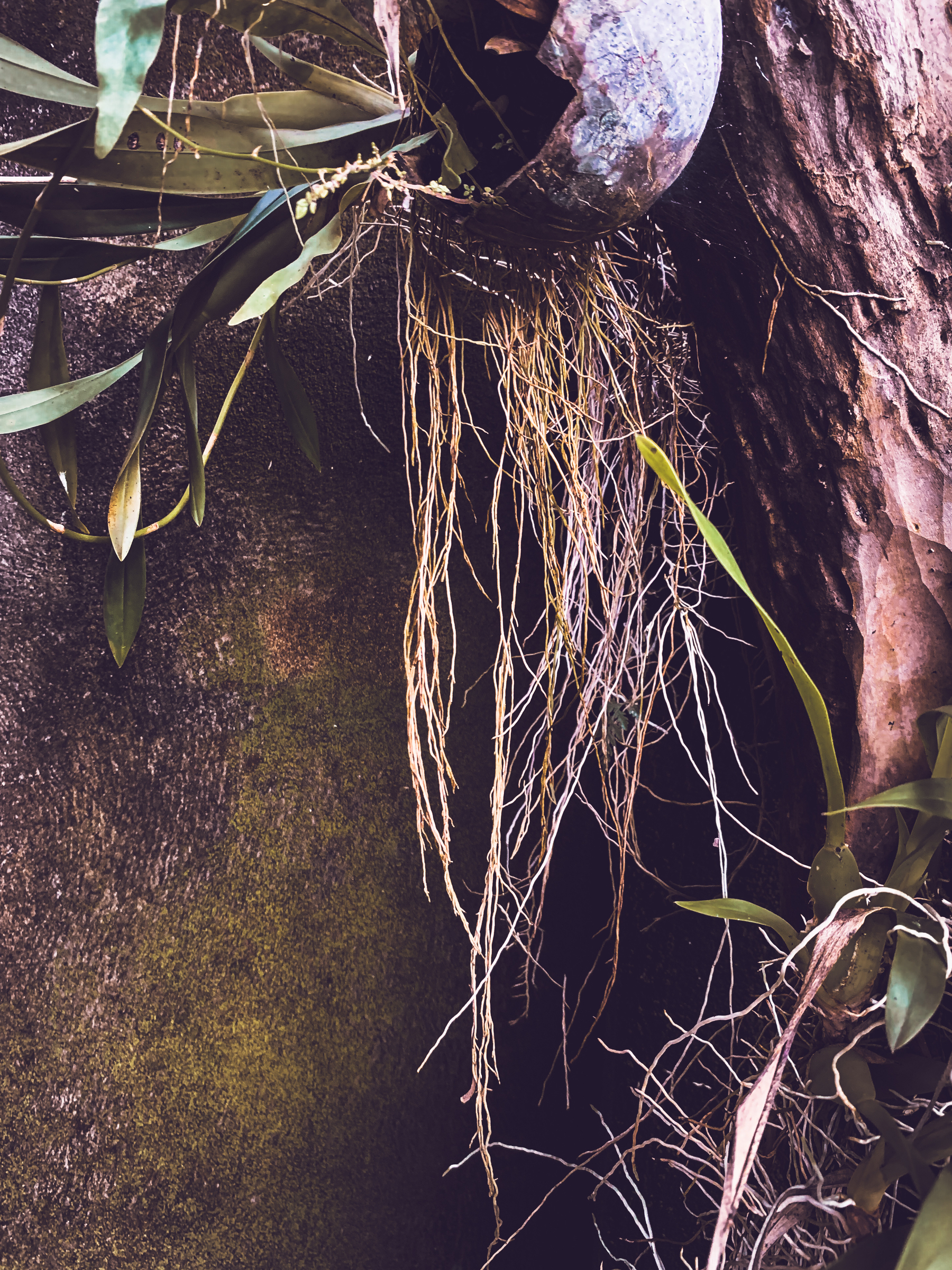 photo of orchid roots hanging down off of a few orchids planted on a vertical wood surface against a concrete wall with moss