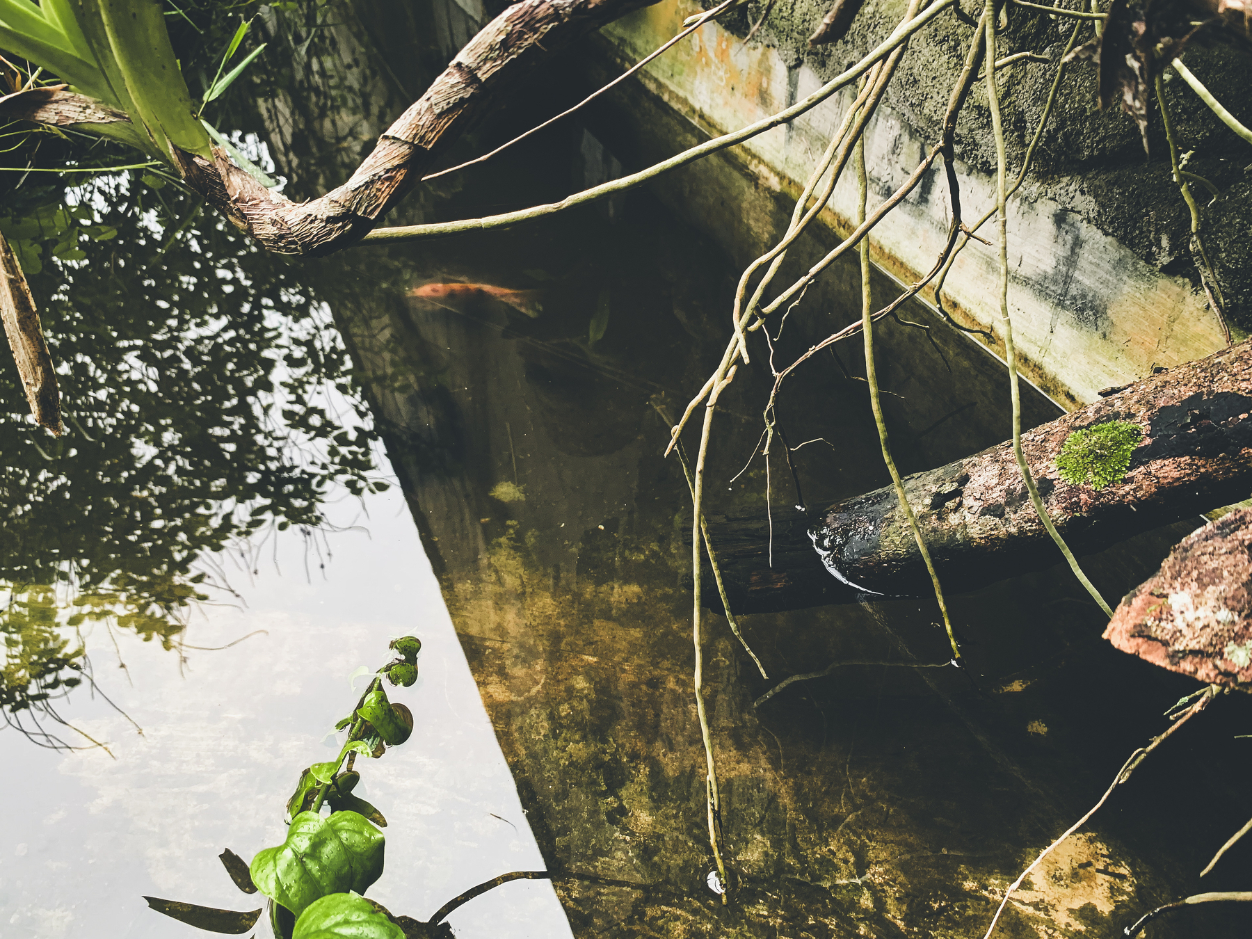 photo is in a landscape orientation, mostly in warm tones of green and brown, of orchid roots and a big orchid vine growing out over, and some into, water, over what appears to be a pond, bordered by a concrete wall running diagonally across the upper-right portion of the image, with pale grey reflected sky running diagonally across the left of the image, including a reflection of growing vegetation. there is a leafy branch of jasmine entering the water from the lower left of the image and some pieces of mossy wood partially submerged in murky water on the right. to the upper-left of center, in a shaded section of water, is dimly visible an orange-red fish with black spots.