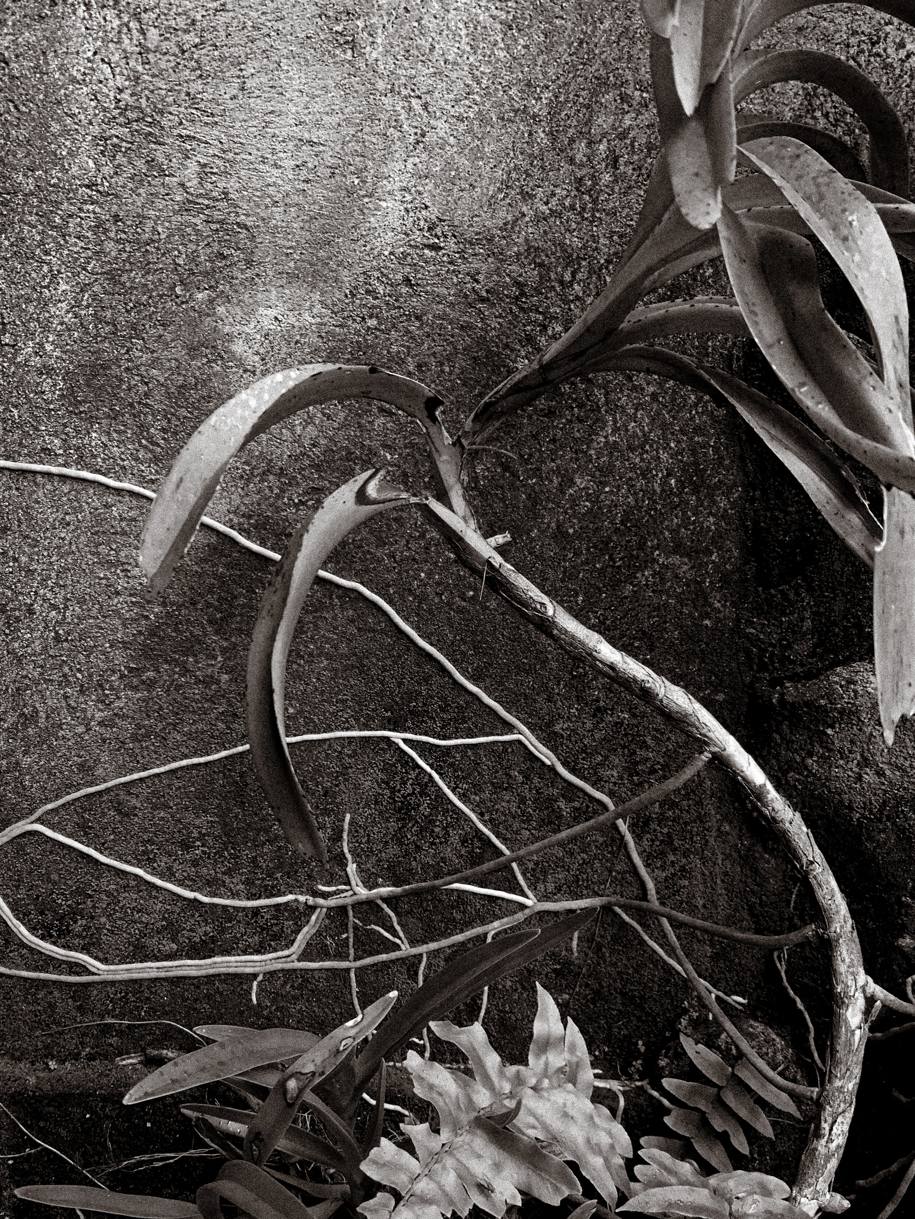 black and white photo of an orchid plant clinging to a concrete wall with its trailing roots, with the stem curving off to the right side of the image.