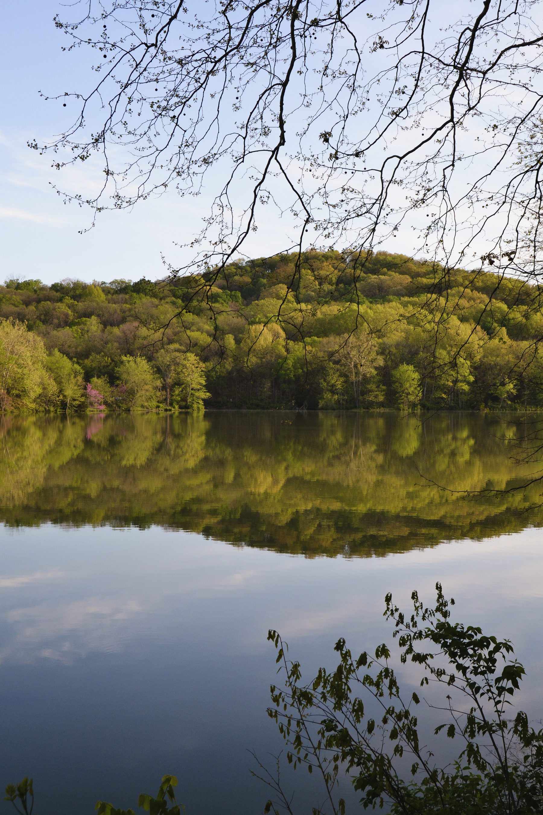 photo looking across a lake with a smooth surface, reflecting pale blue sky with wispy clouds, and trees on the other shore, with springtime foliage including a few purple-pink redbuds in bloom on a small hill; in the foreground are some scraggly plants growing from the ground, and still-bare twiggy branches coming down from above.