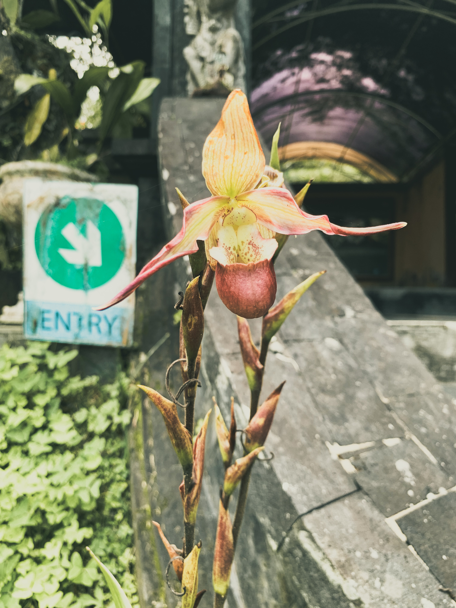 photo of a sunlit large pinkish-yellow lady slipper orchid in front of a stone walkway with a sign with an arrow pointing that says entry