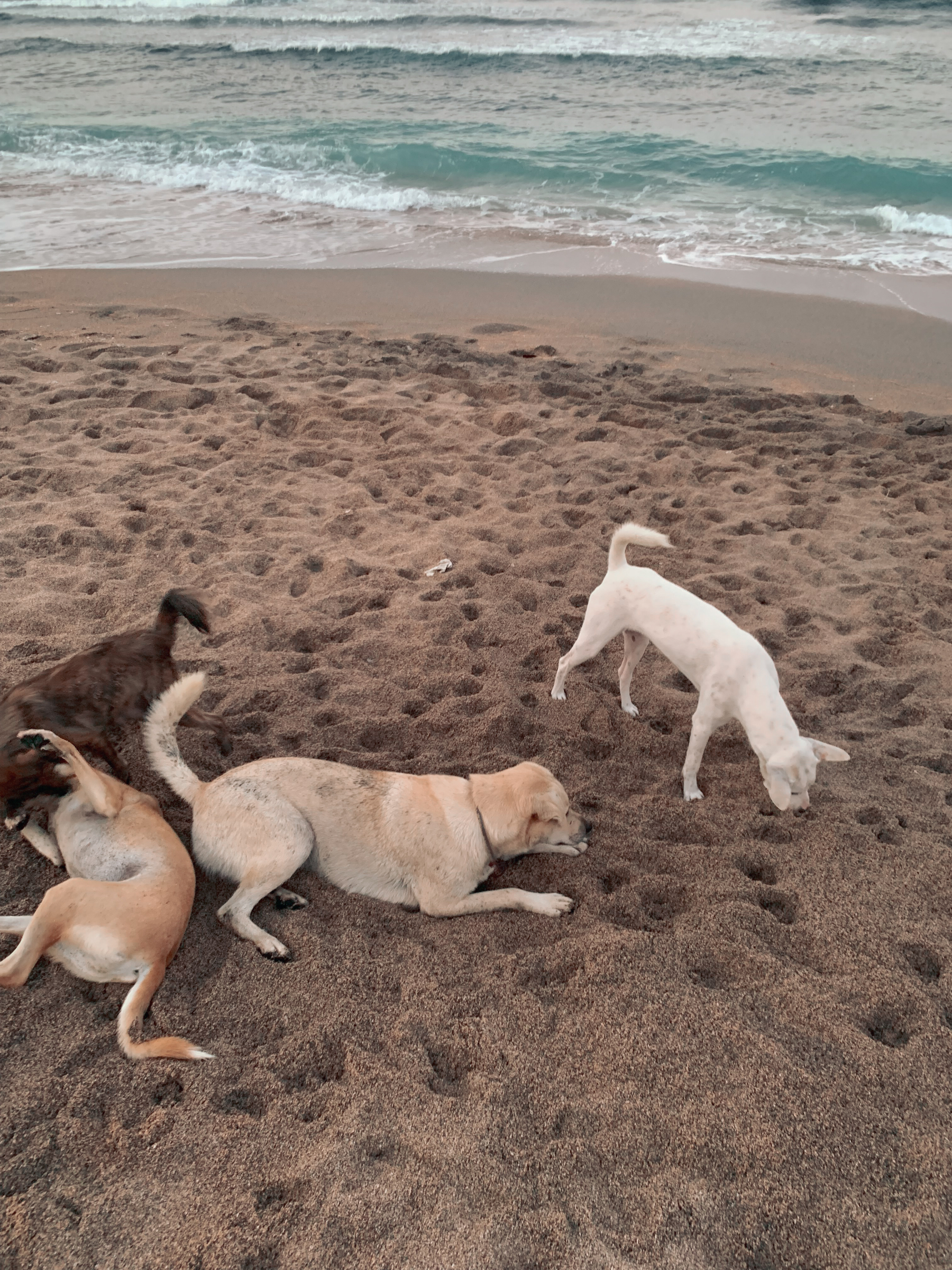 vintage-looking filtered photo of four beach dogs playing in sand at the beach