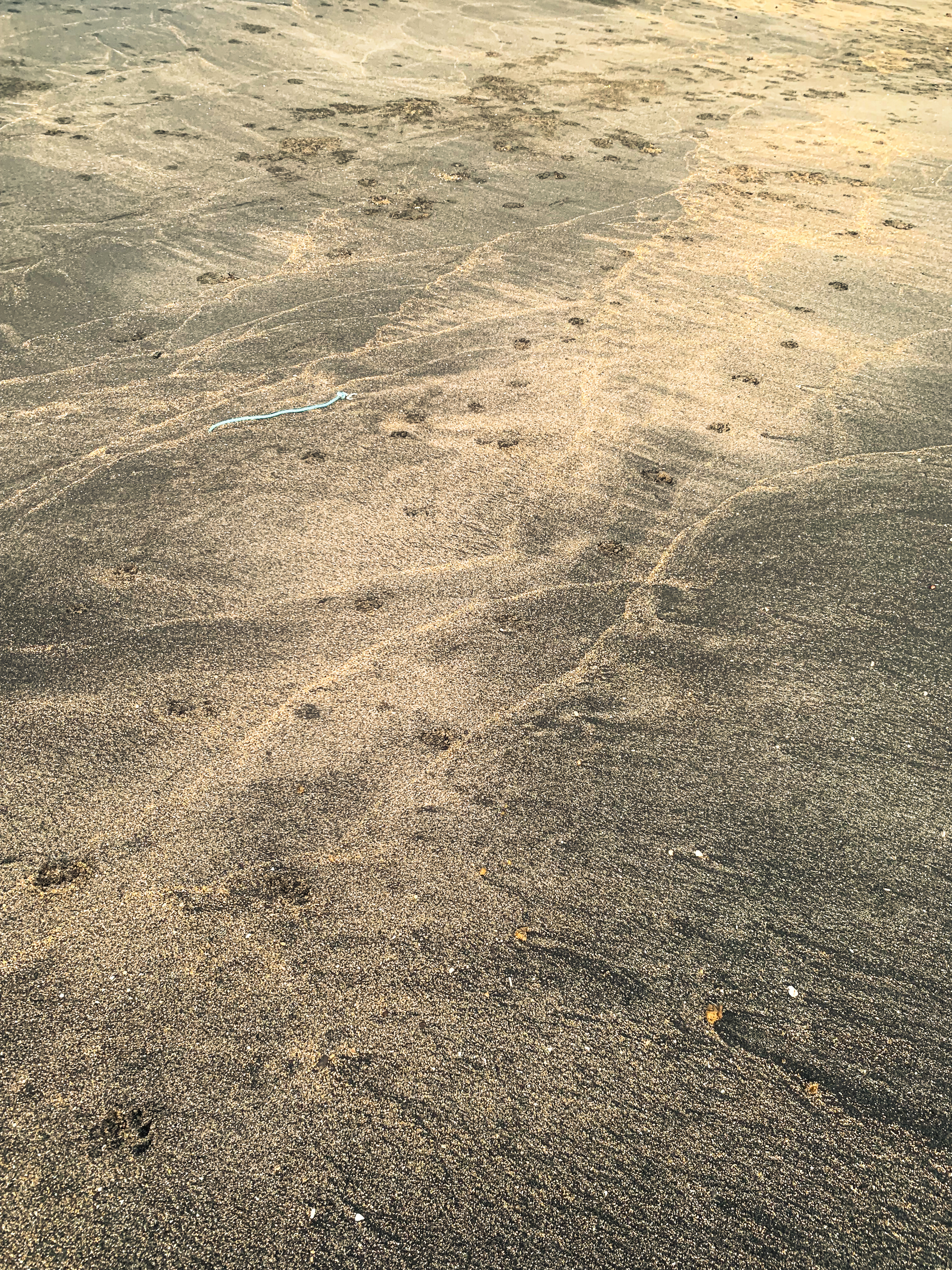 photo is at the beach of the sand, which is golden-beige mixed and striated with black, with dog pawprints running into the distance; there is a piece of blue-ish cord some distance away and small pieces of coral or shells embedded in the sand.
