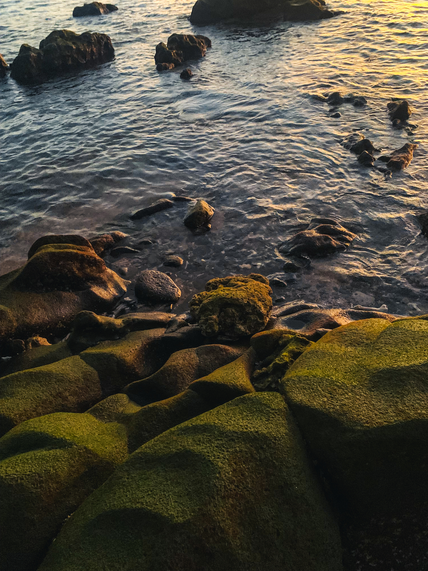 photo of large dark rippled boulders at the edge of seawater, covered in green algae, with pale yellow sunlight reflecting off the surfaces of the boulders and the rippling water