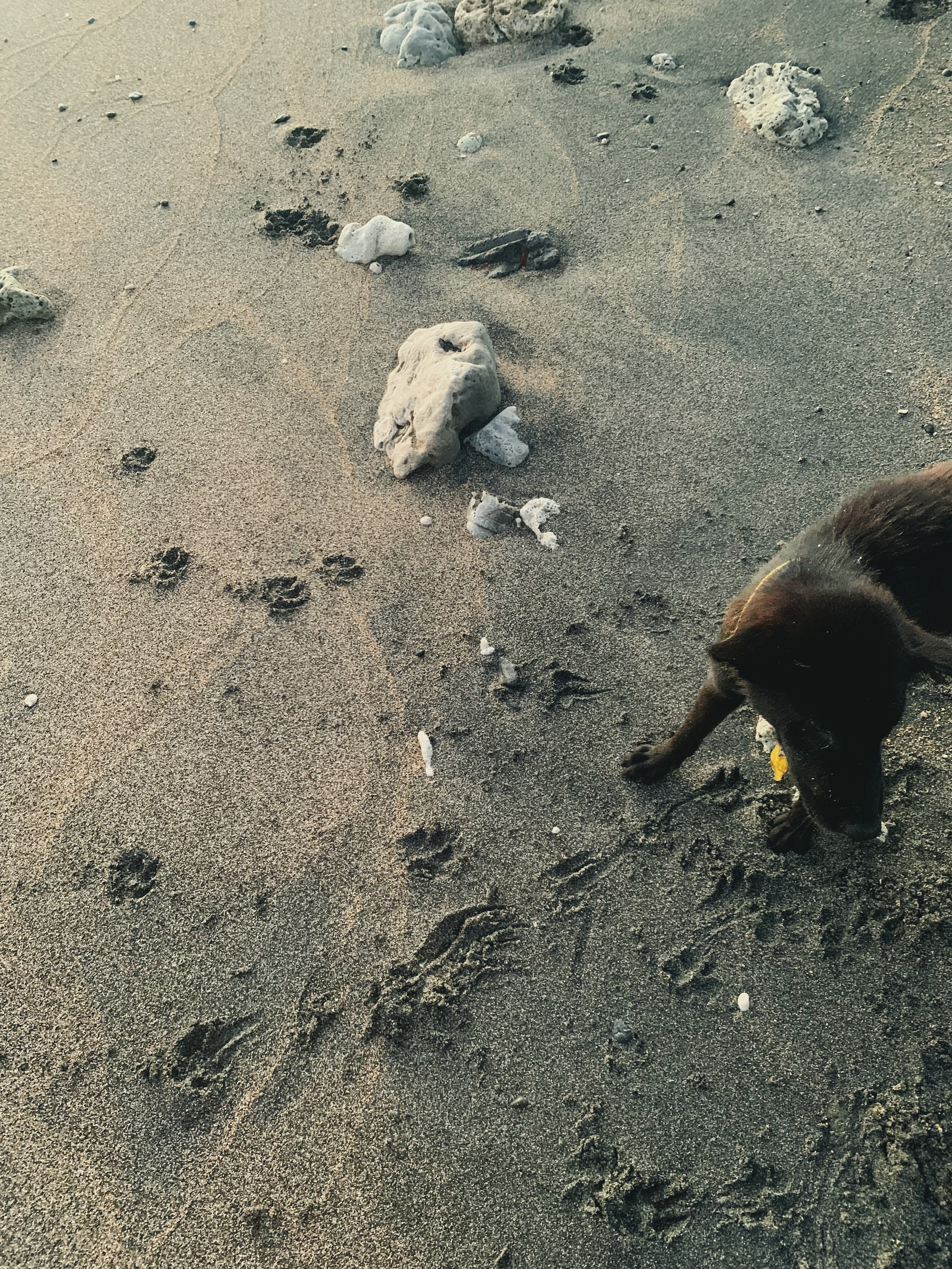 photo of a friendly beach dog with something yellow around her neck and dog pawprints in mixed black and beige sand with warm sunlight shining from the left
