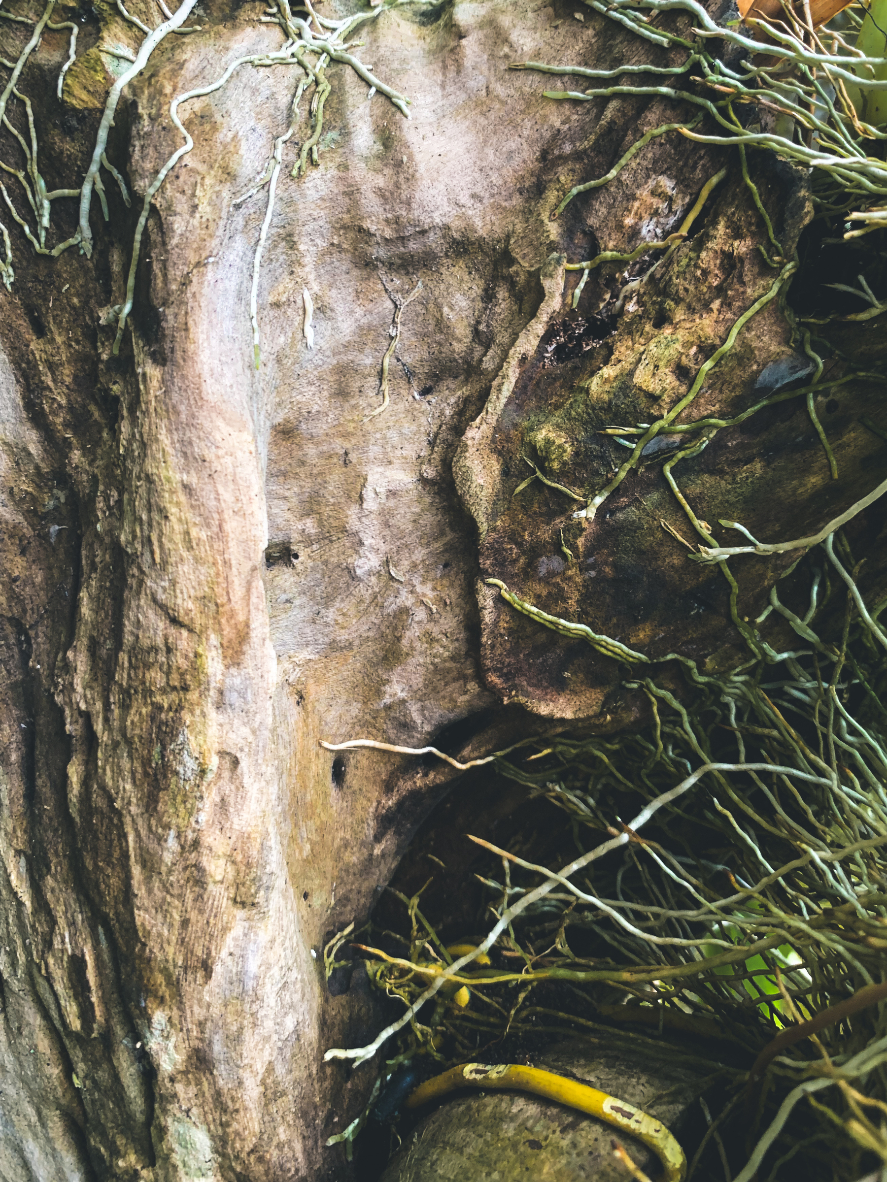photo softly lit of delicate greenish white orchid roots creeping and growing across textured wood surface