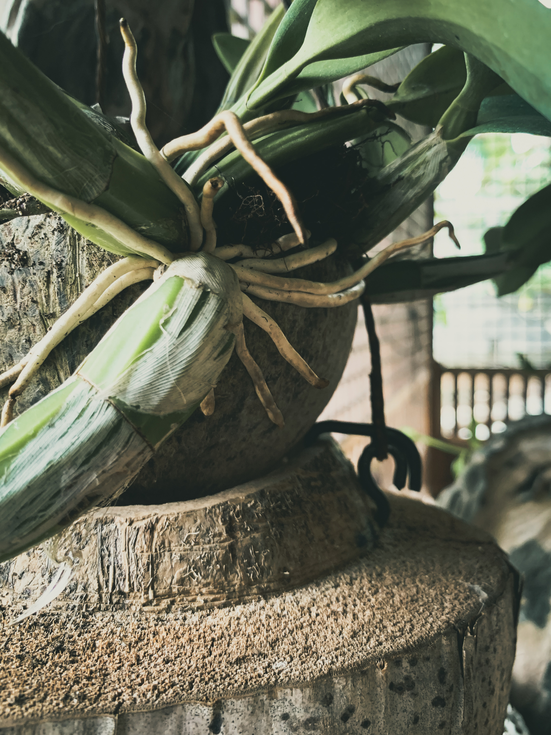 photo of an orchid root system hanging on the side of some carved coconut sculpture with a fat wispy-skinned bulb-neck of an orchid growing out of it, with a silhouette of a hook with twine supporting the structure.