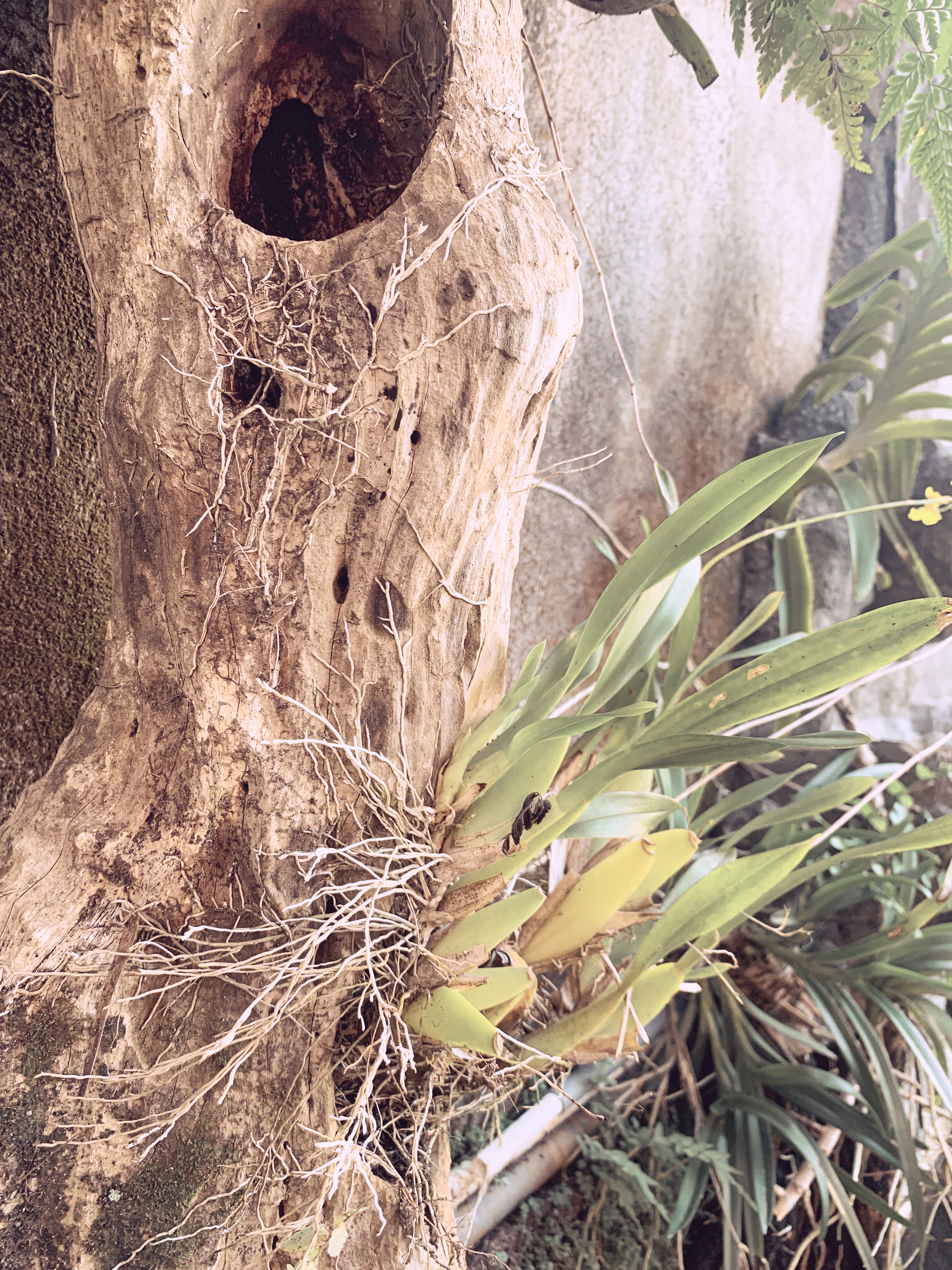 photo of an orchid plant growing out of wood shaped kind of like a body, with curves and a dark hollow, with roots growing into the wood and leaves and flowers growing away toward the light.