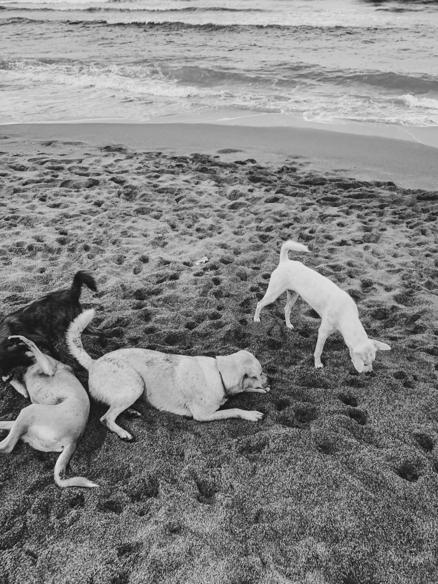 black and white photo of four dogs playing in the sand at the beach
