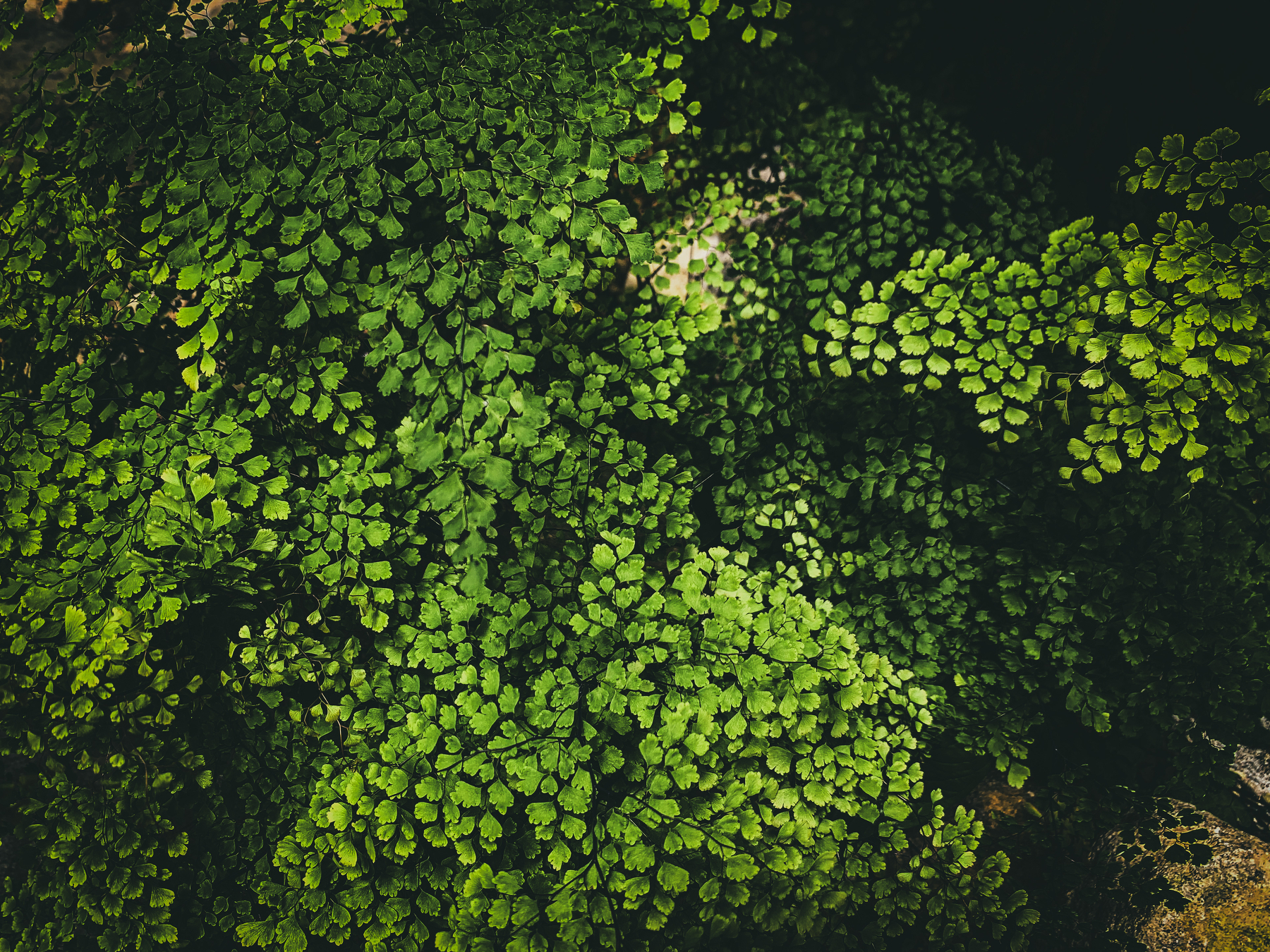 photo of maidenhair fern, bright green fronds against a shadowy background
