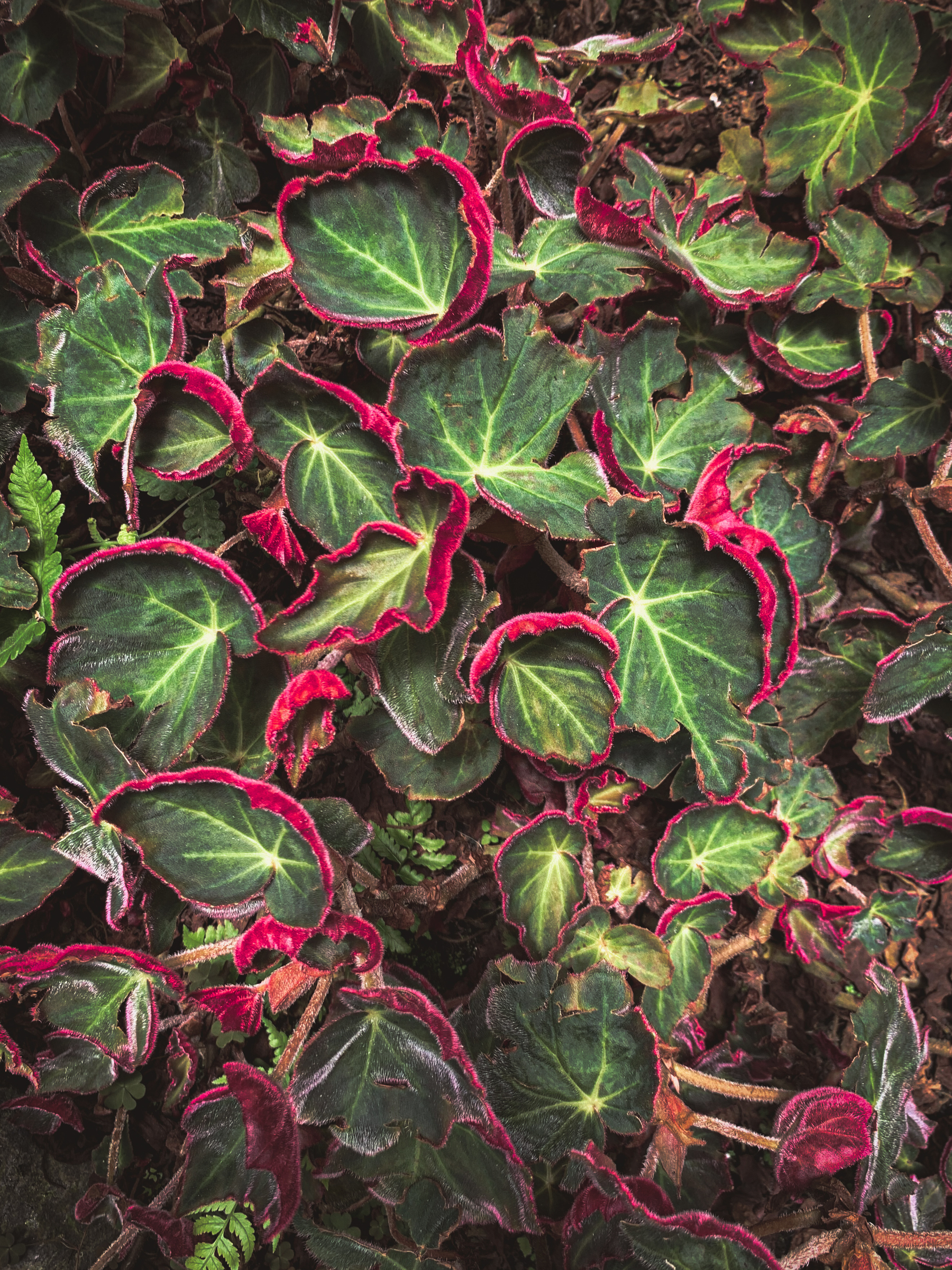 photo of fuzzy begonia leaves, vivid green with streaks of white and curled over to show velvety deep magenta undersides
