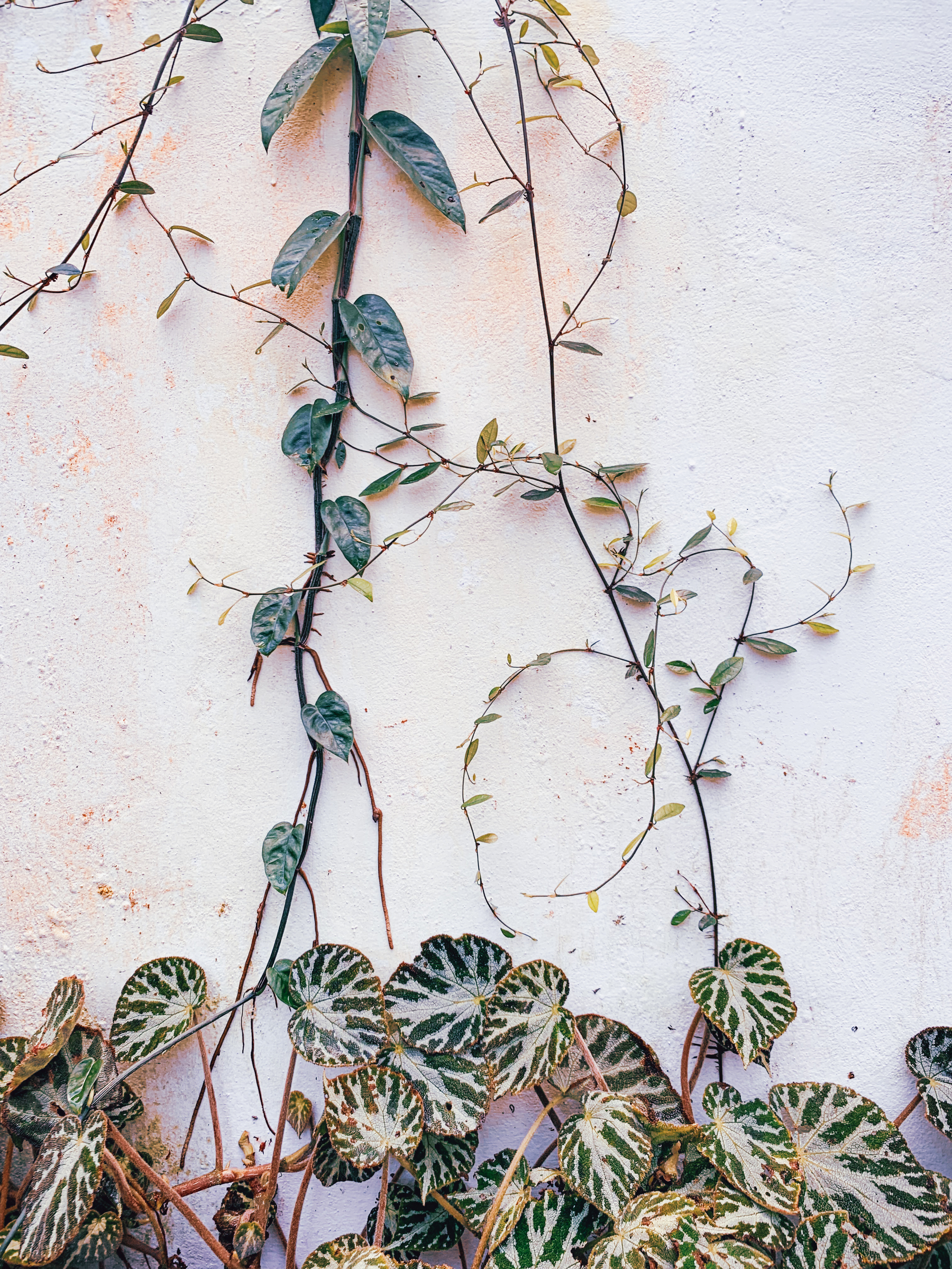 photo of a two vines growing out of a bed of begonias, up a white wall, somewhat entangled