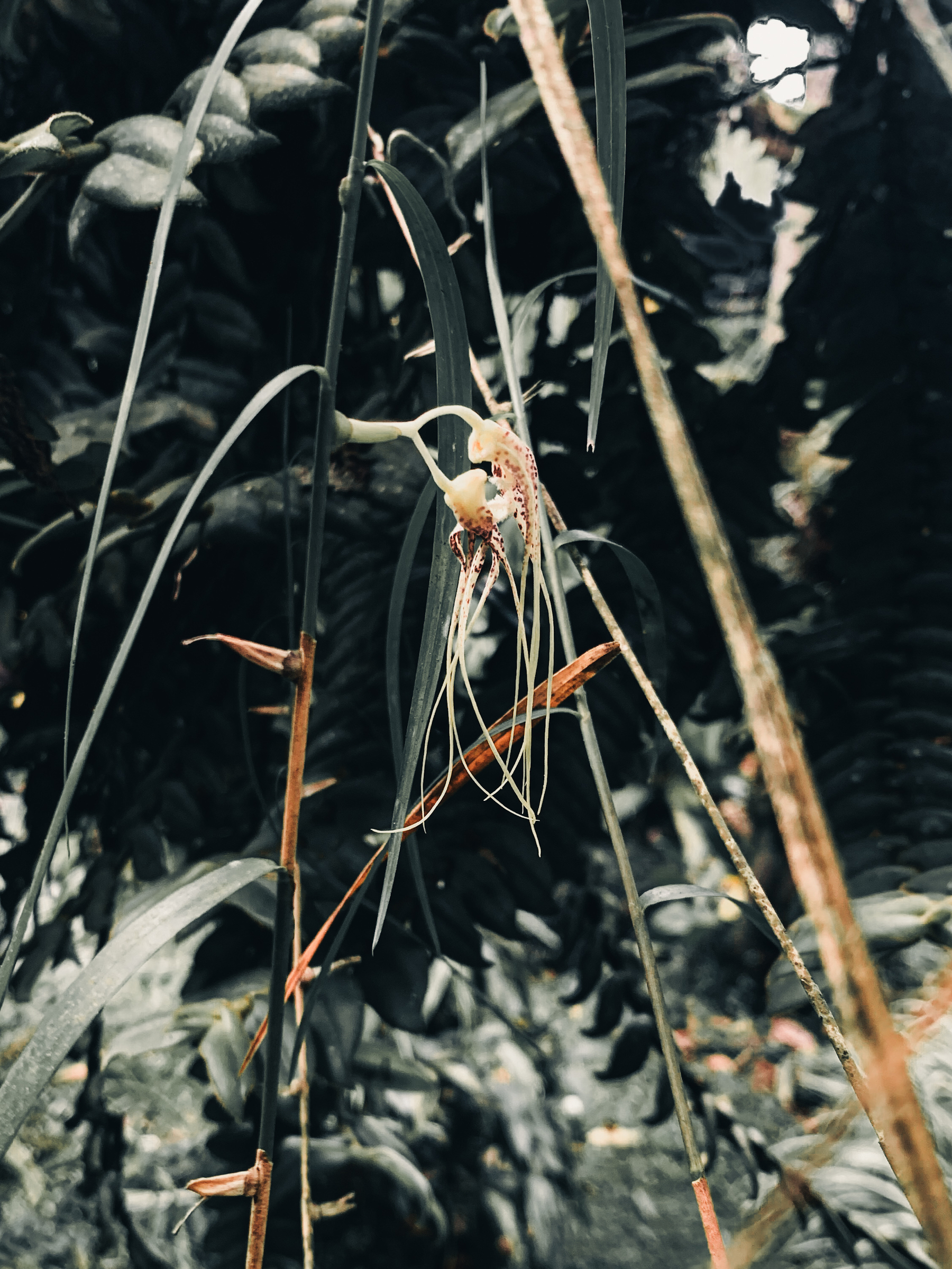 photo is of a tangle of different orchid plants, which look like grasses and vines, in a desaturated palette, with two thin and wispy orchid blooms suspended in the center of the image.