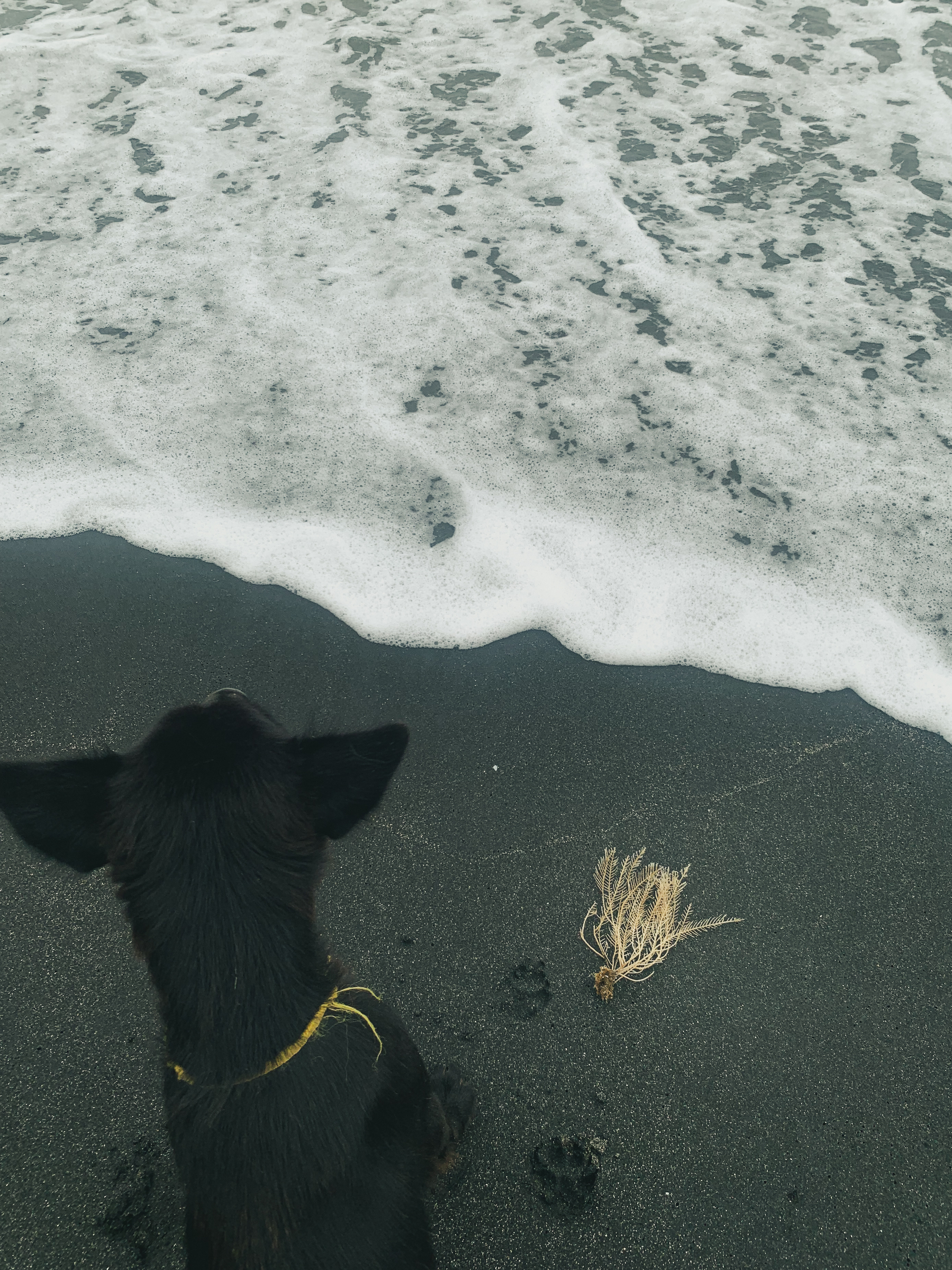 photo is at a beach with dark grey speckled with beige sand taken at the edge of the foamy water; it overlooks a brownish-black dog sitting below the camera, looking toward the water, wearing something yellow tied around her neck, with a few paw prints around her; and some kind of pale-colored sea fan washed up on the shore.